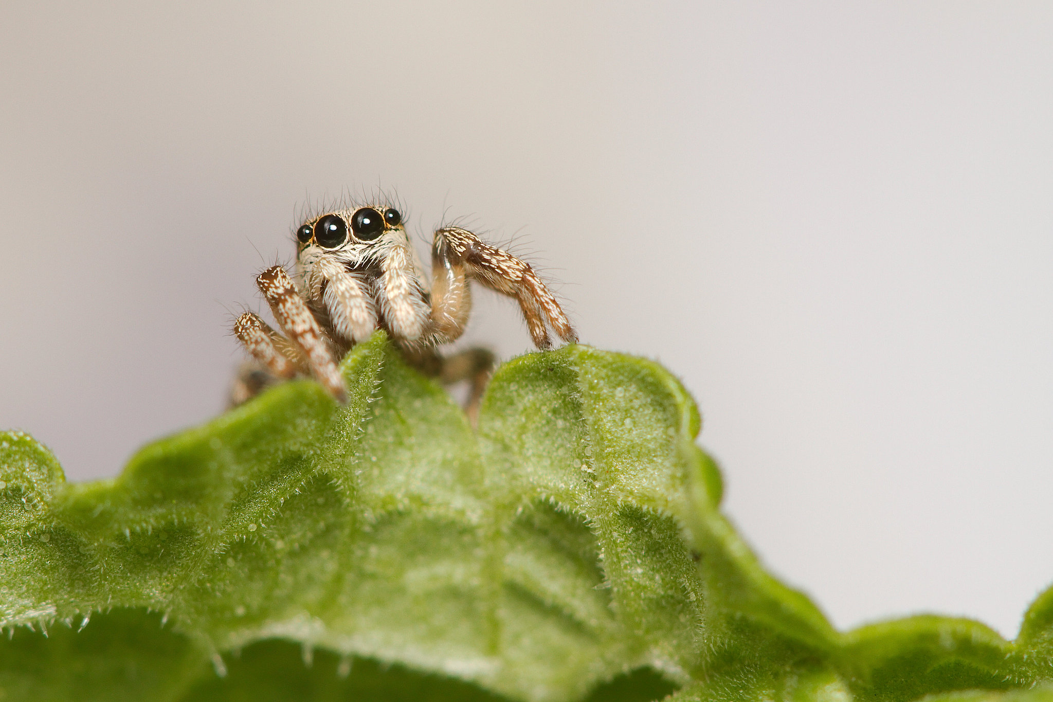 zebra spider