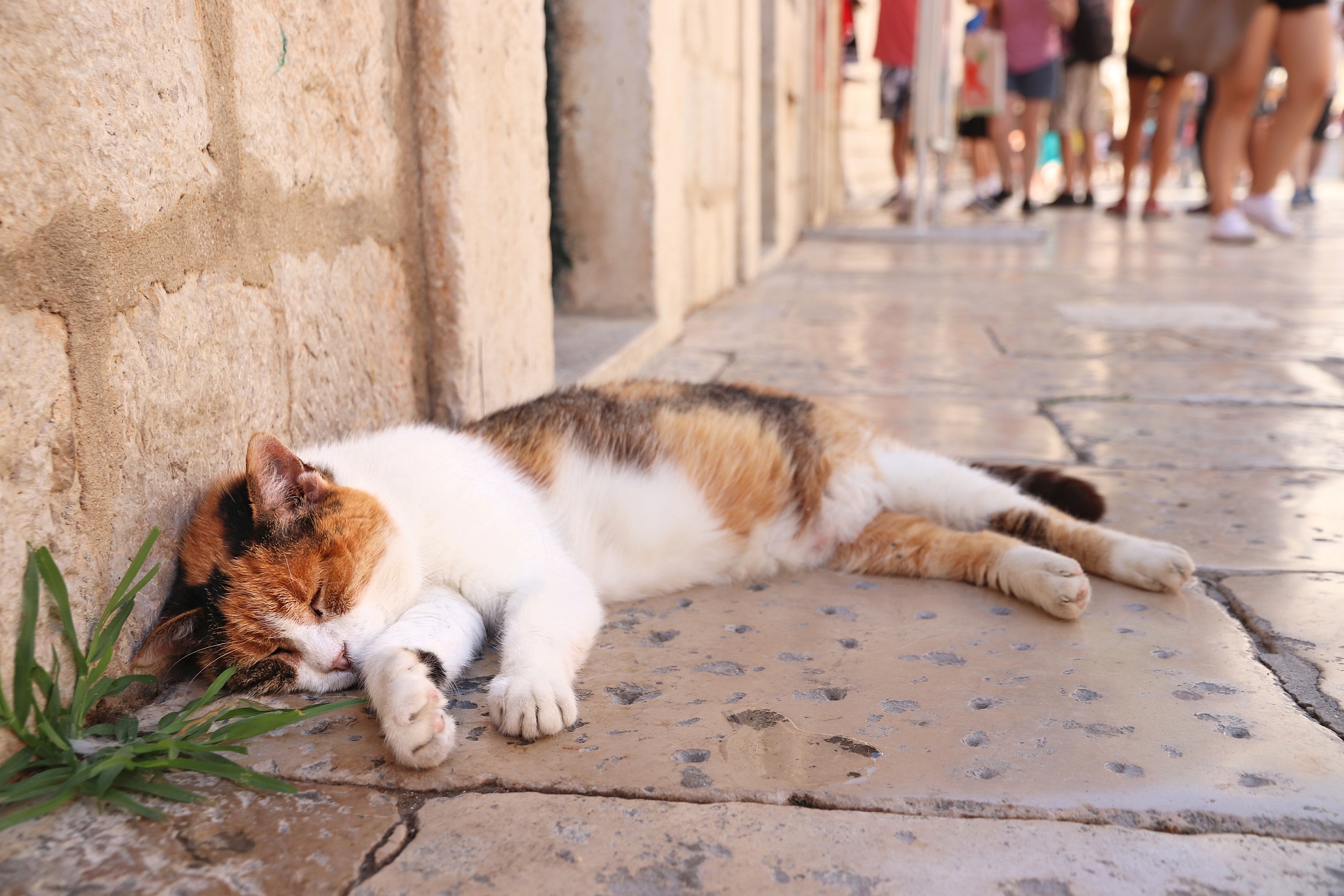 dubrovnik stradun cat