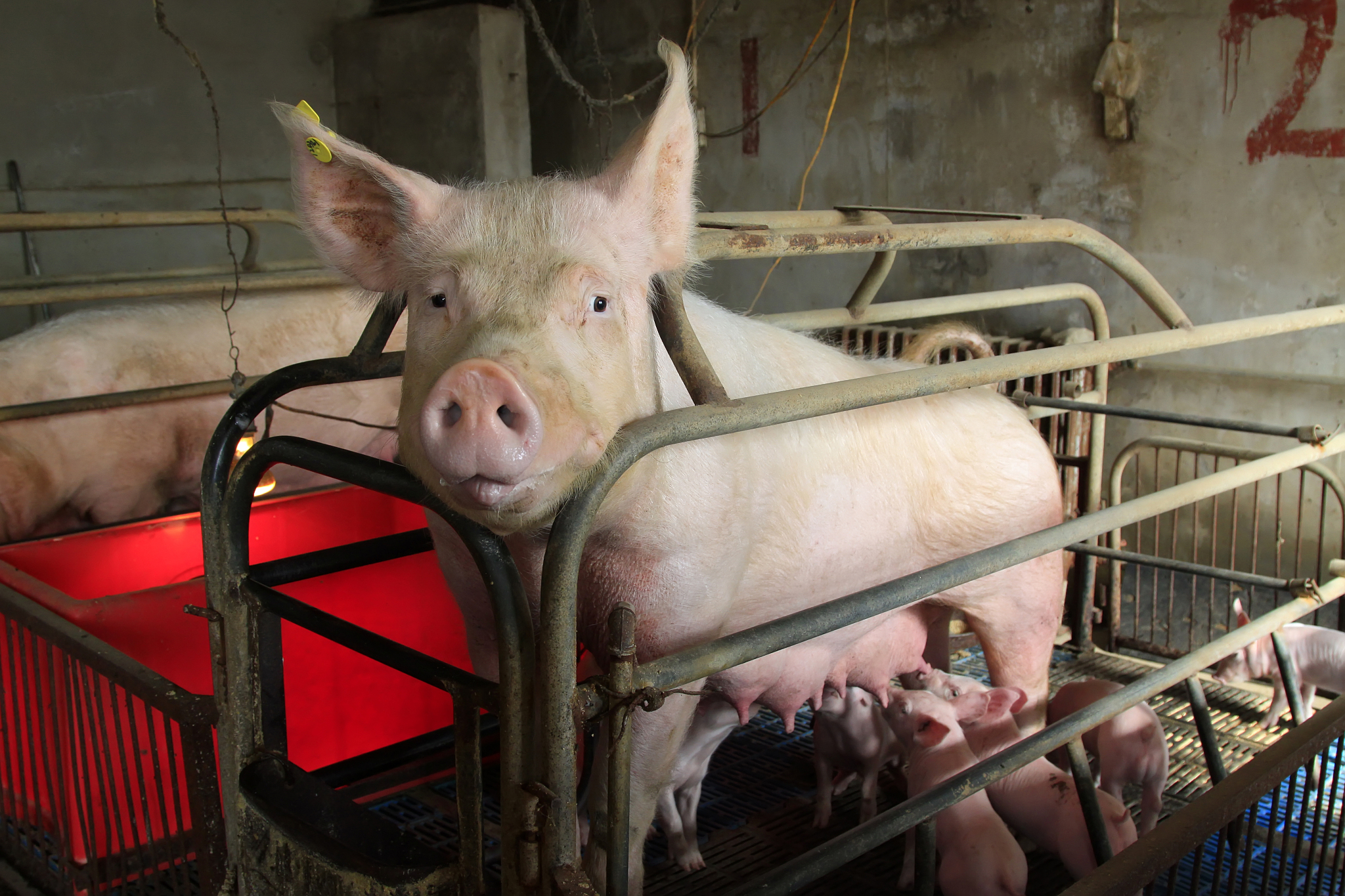 人物一 女 周扒皮 人物二 男一把手 人物三 女 真漂亮 人物四 男 日龙包 人物关系 一把手和真漂亮是兄妹关系 剧情一 一把手和日龙包喝醉了然后跟日龙包家的猪睡了一晚上 第二天猪怀孕了 日龙包到处找一把手 以这个写一个搞笑视频剧本