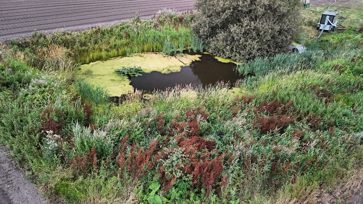 人工湿地除磷的关键角色：植物、动物、微生物