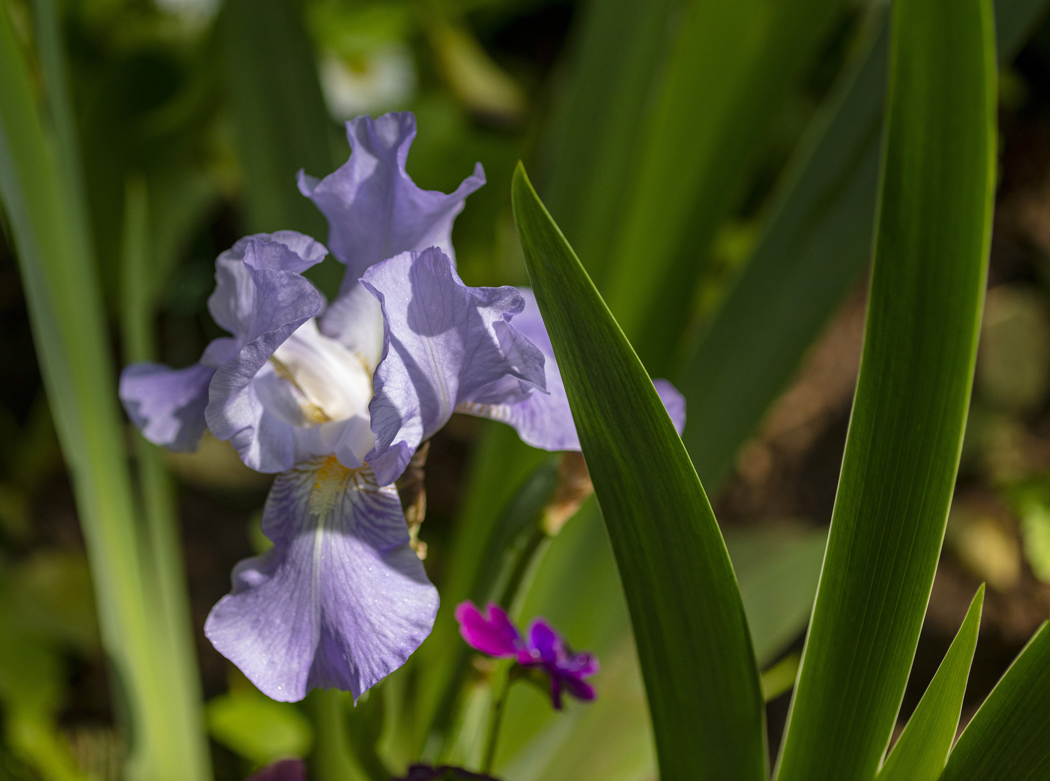 blue flowers in summer. iris
