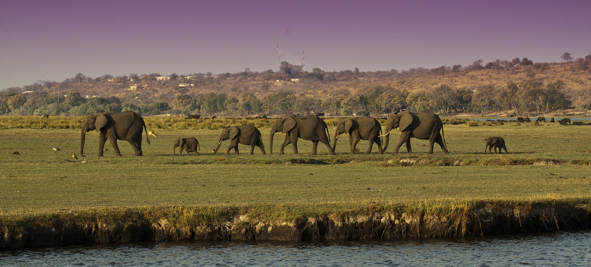 elephant family
