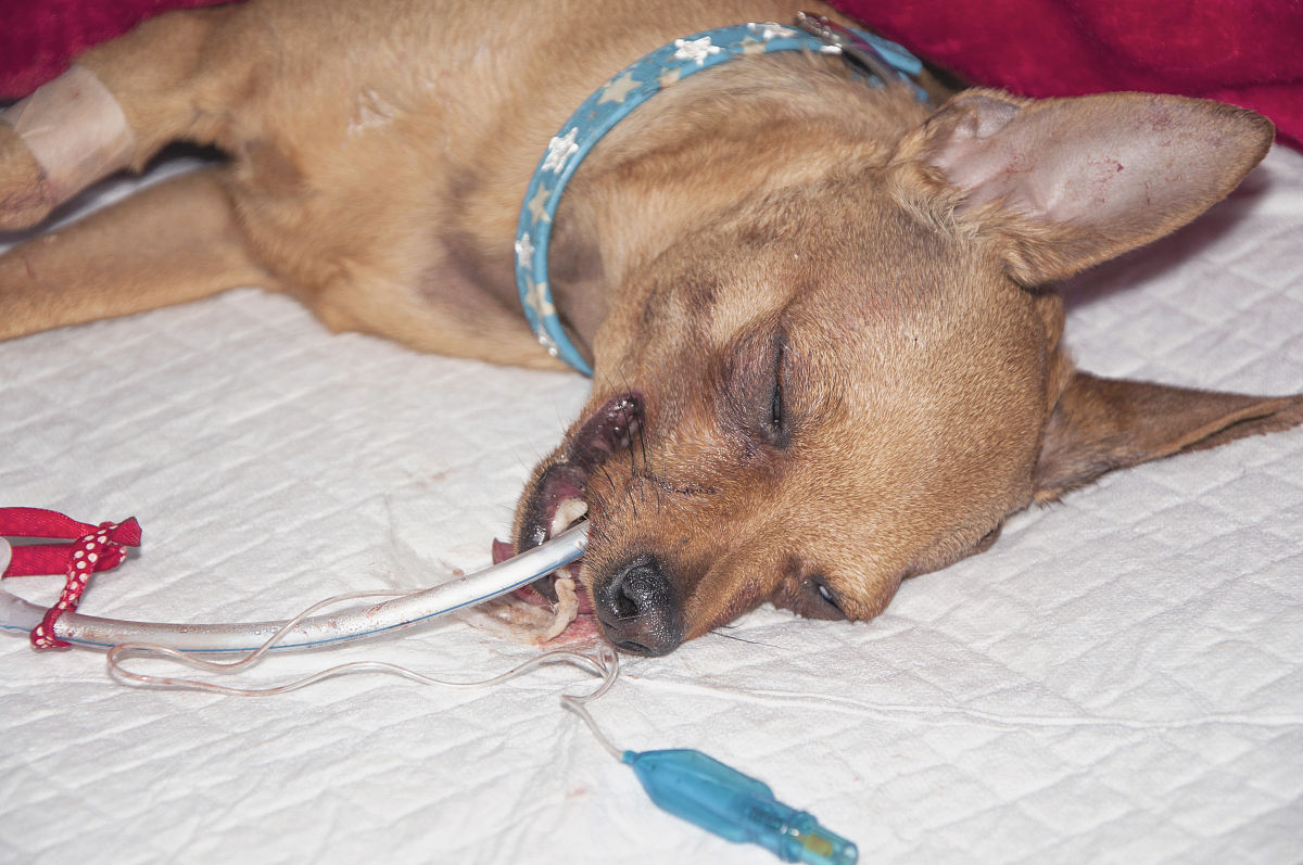 胸腹腔手术患者术中低体温的现状分析