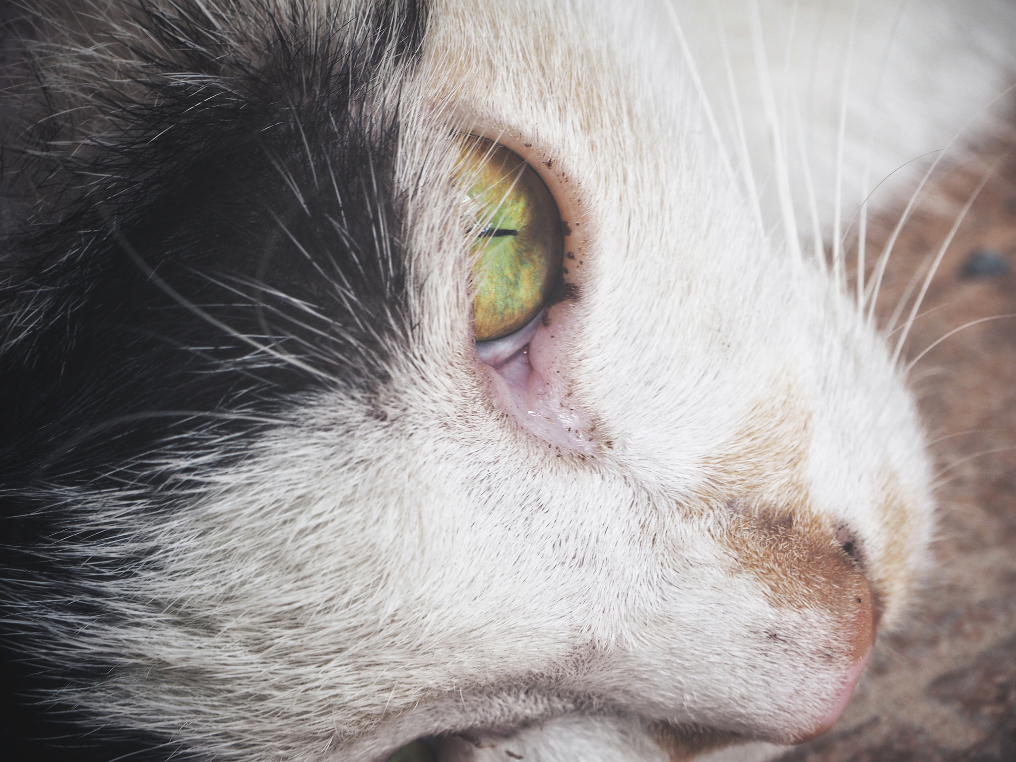 猫杯状病毒病：病原、症状、传播及防控