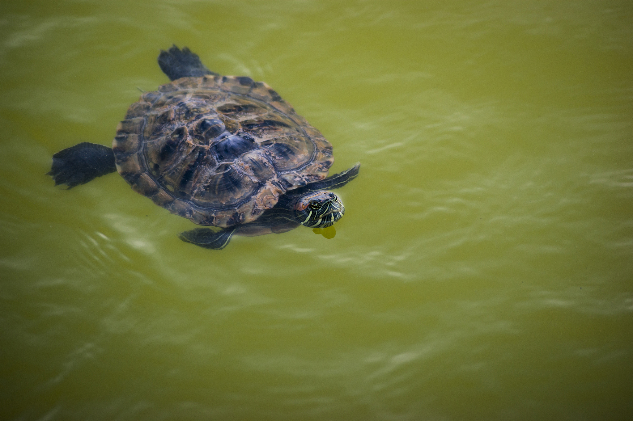 turtle