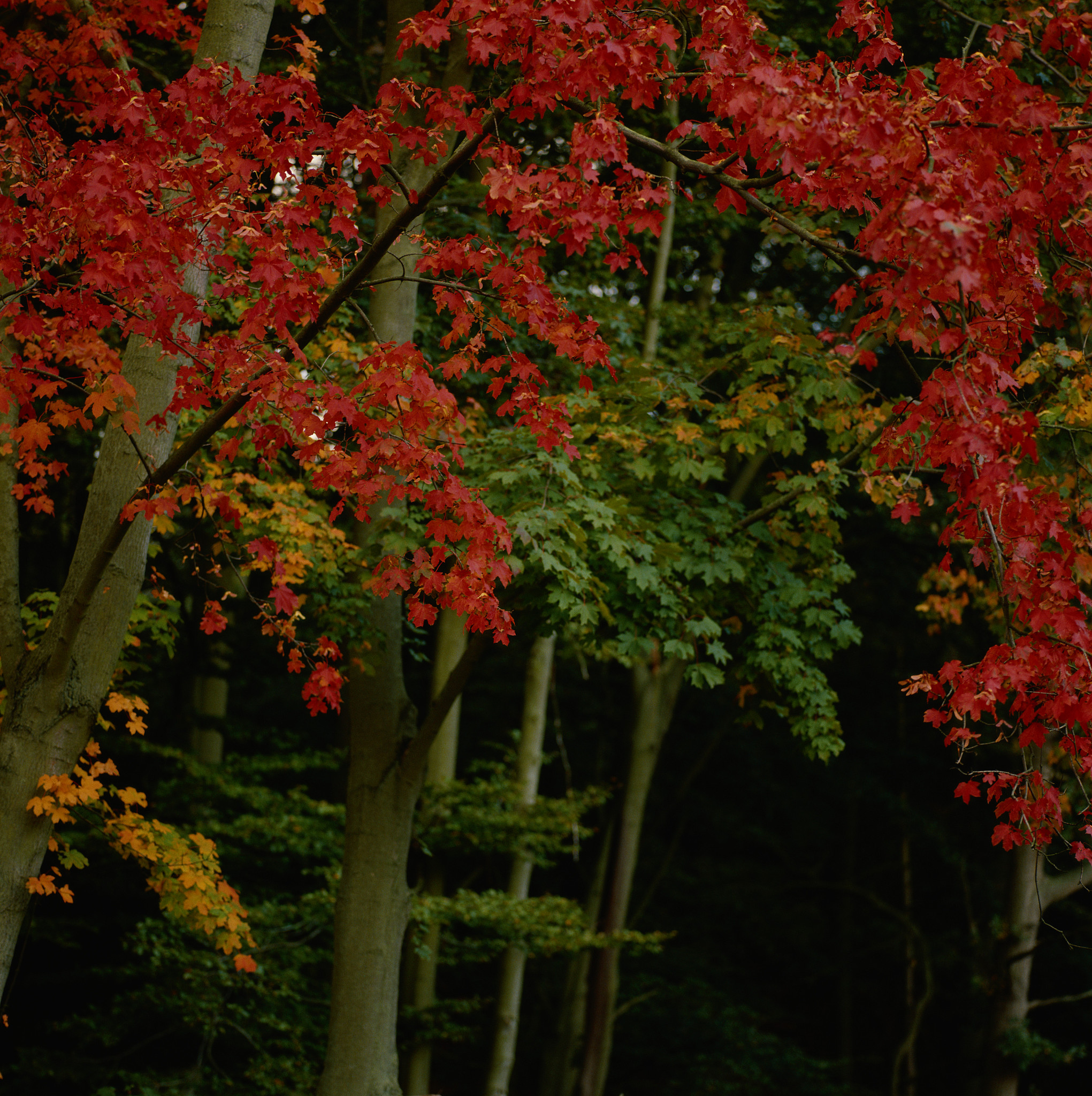 带'栾'字的四字词语：树木景观描述