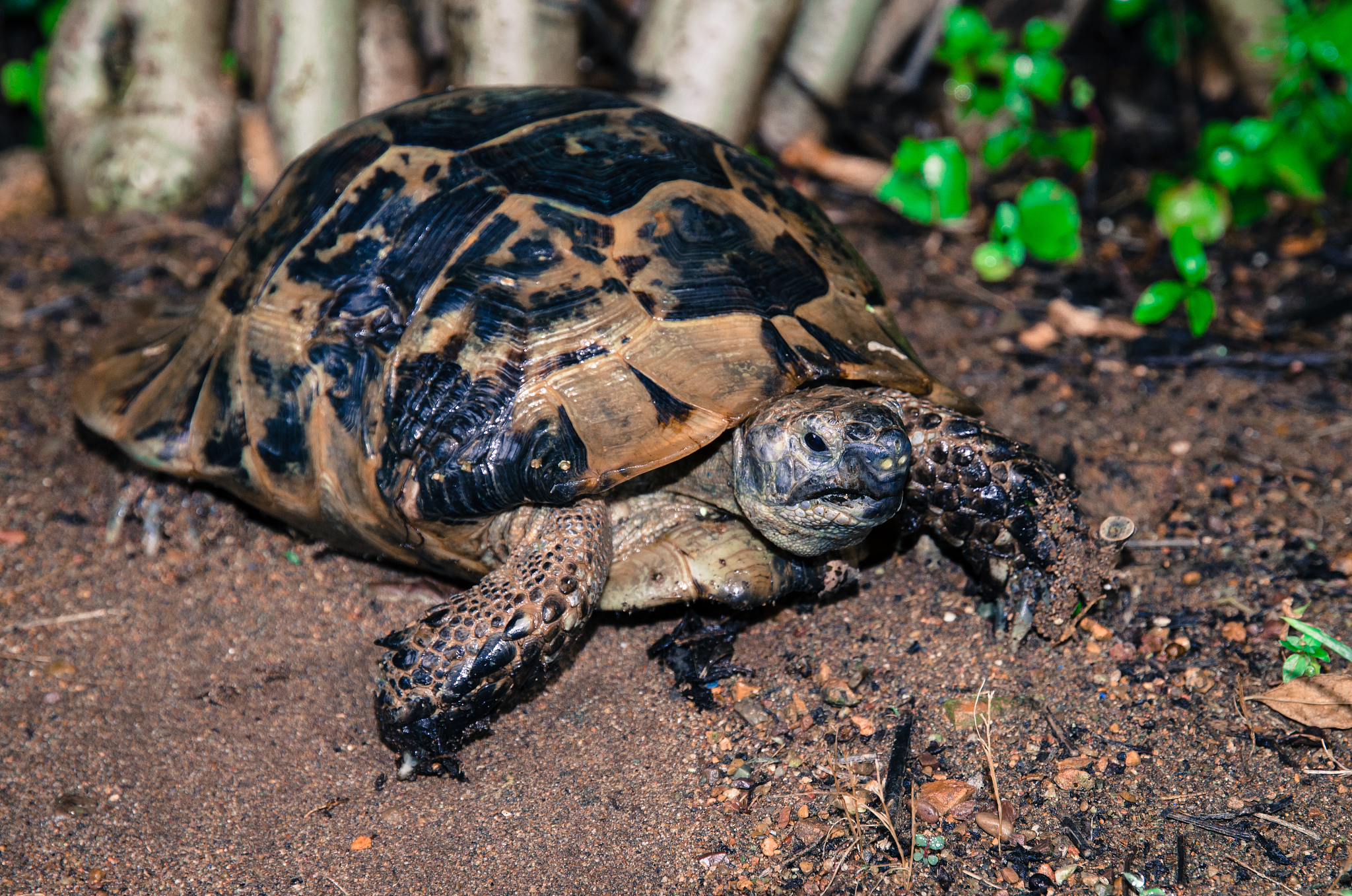 turtle