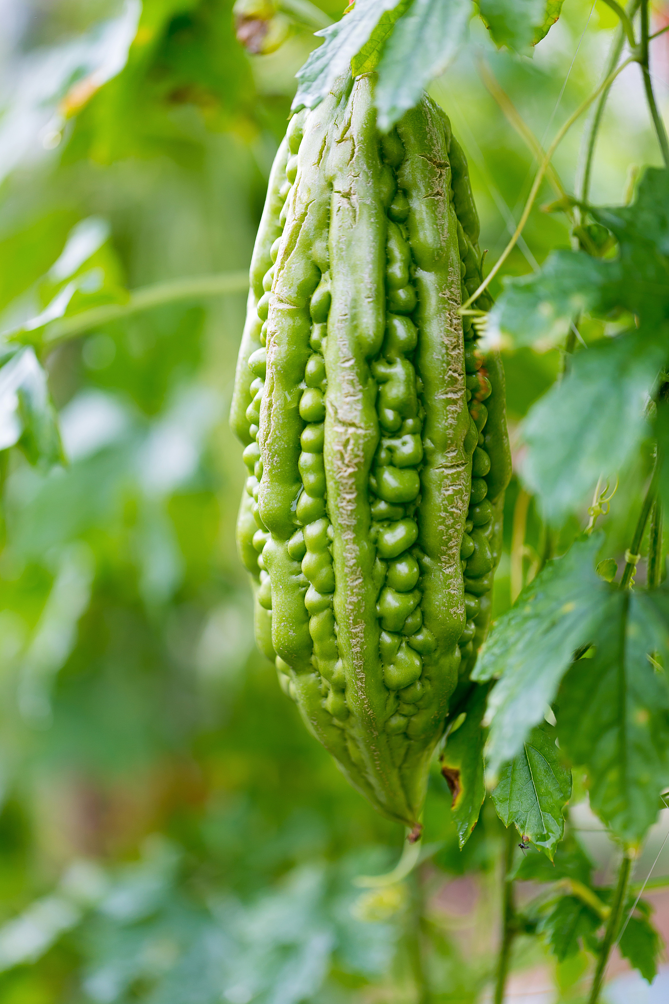 癞瓜和苦瓜是一种东西吗