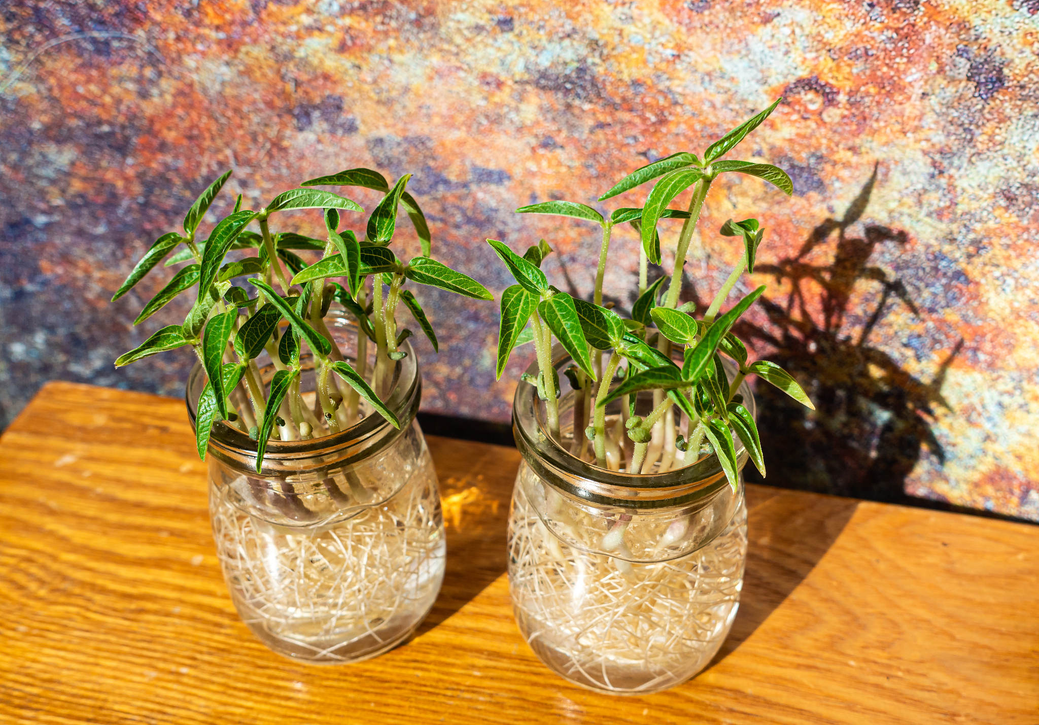 水培植物过氧化氢增氧