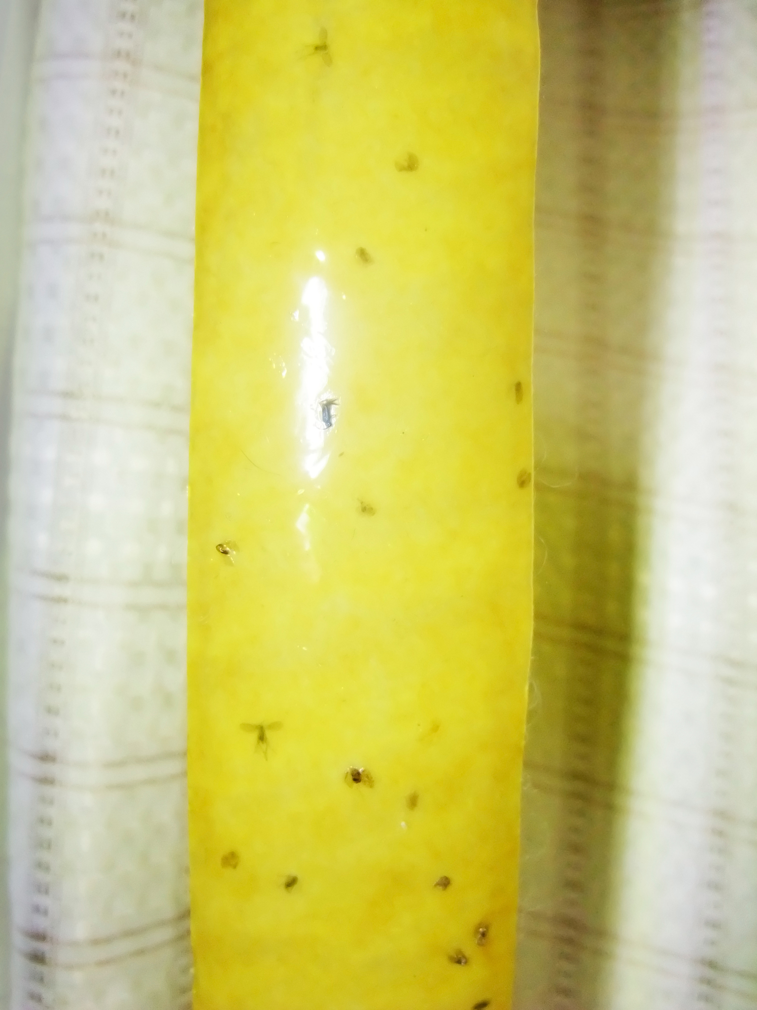 夏季灭蚊蝇工作总结：有效控制蚊虫传播，保障公众健康