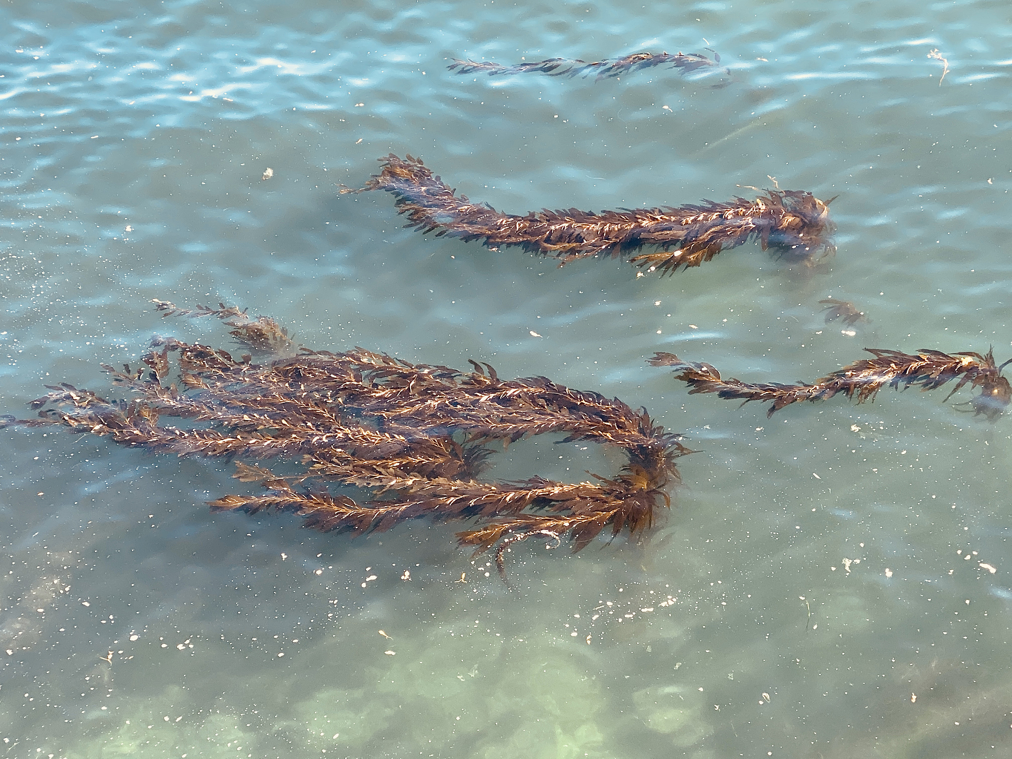 floating kelp