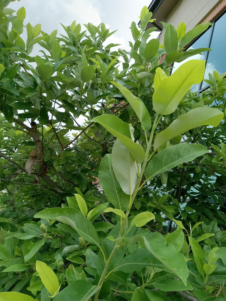 桔子树开花保花保果的有效措施 - 提高产量，收获丰收