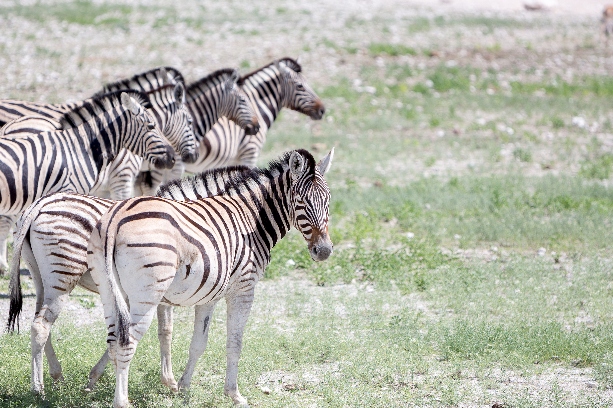 zebra