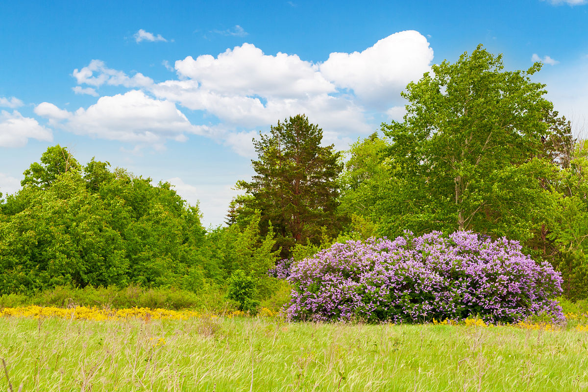 春天还会出现在哪里，