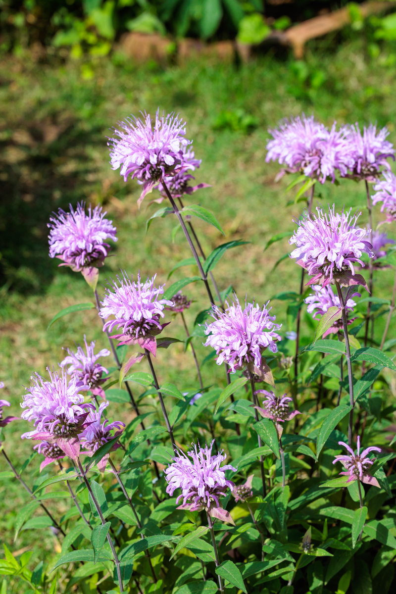 紫锥菊功效与作用：11大益处，增强免疫力、缓解感冒、改善健康