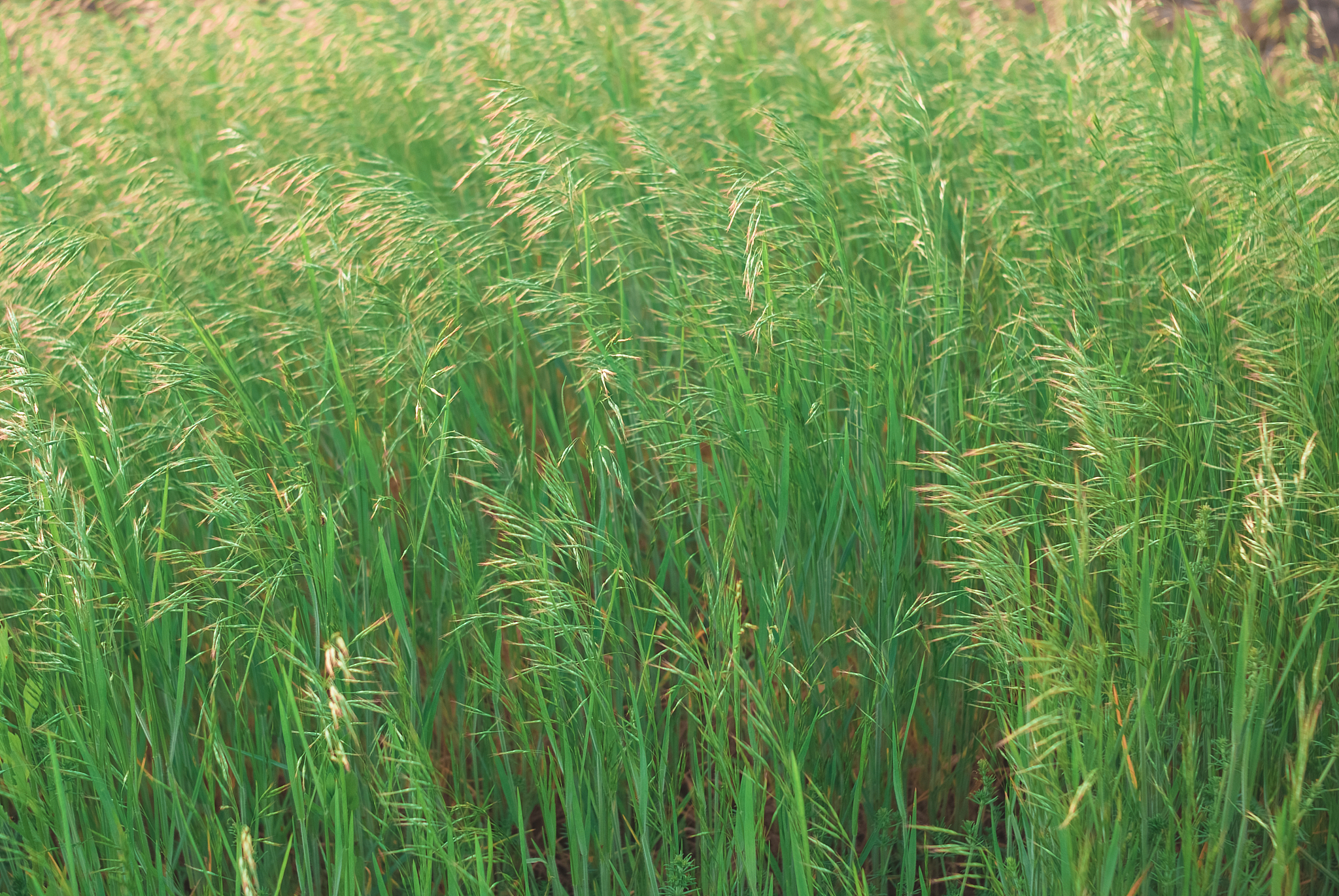 莎草科和禾本科的区别：形态、特征和用途