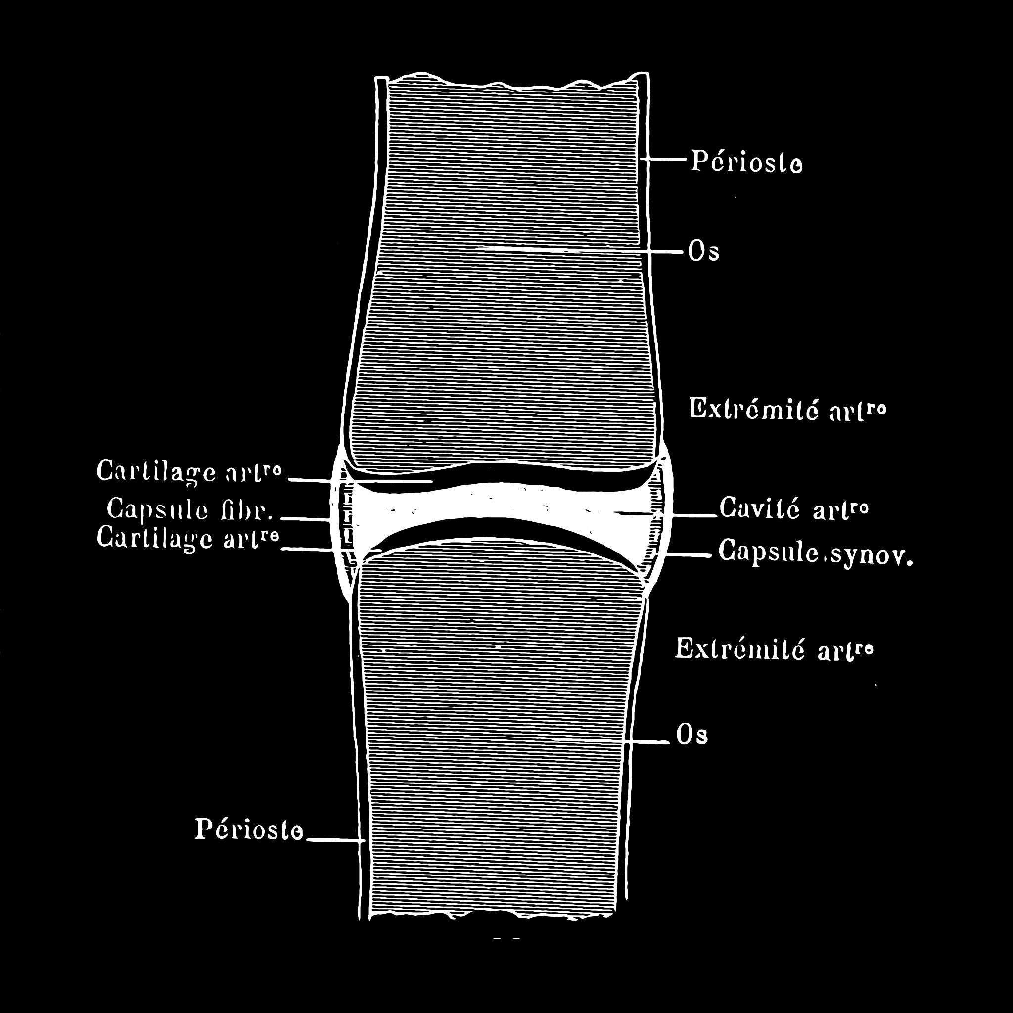 韧带最大局部应变与超材料归一化刚度：基于孔隙纵横比的影响