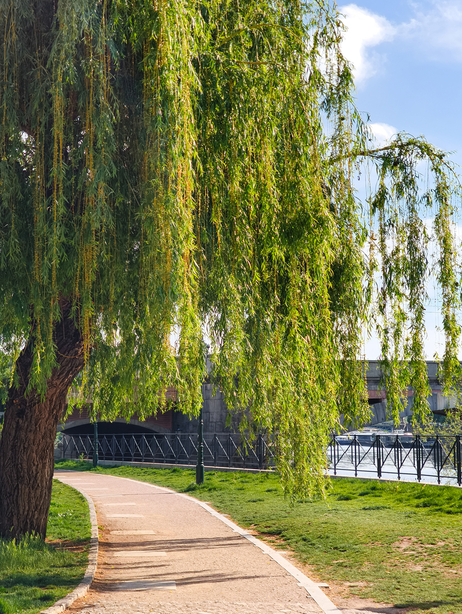 柳树科普：优美姿态，实用价值 - 深入了解柳树的特点和生长习性