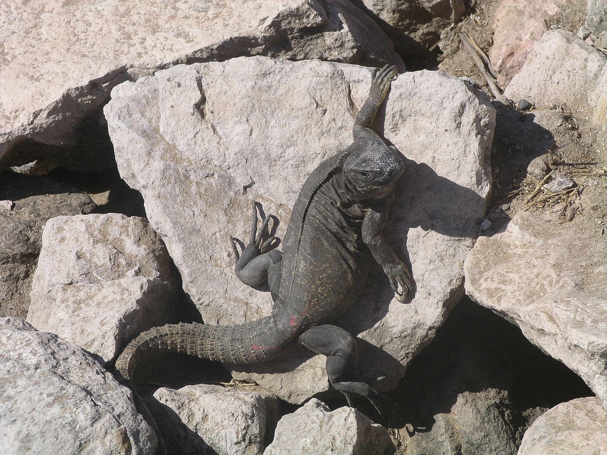 large lizard on the rocks