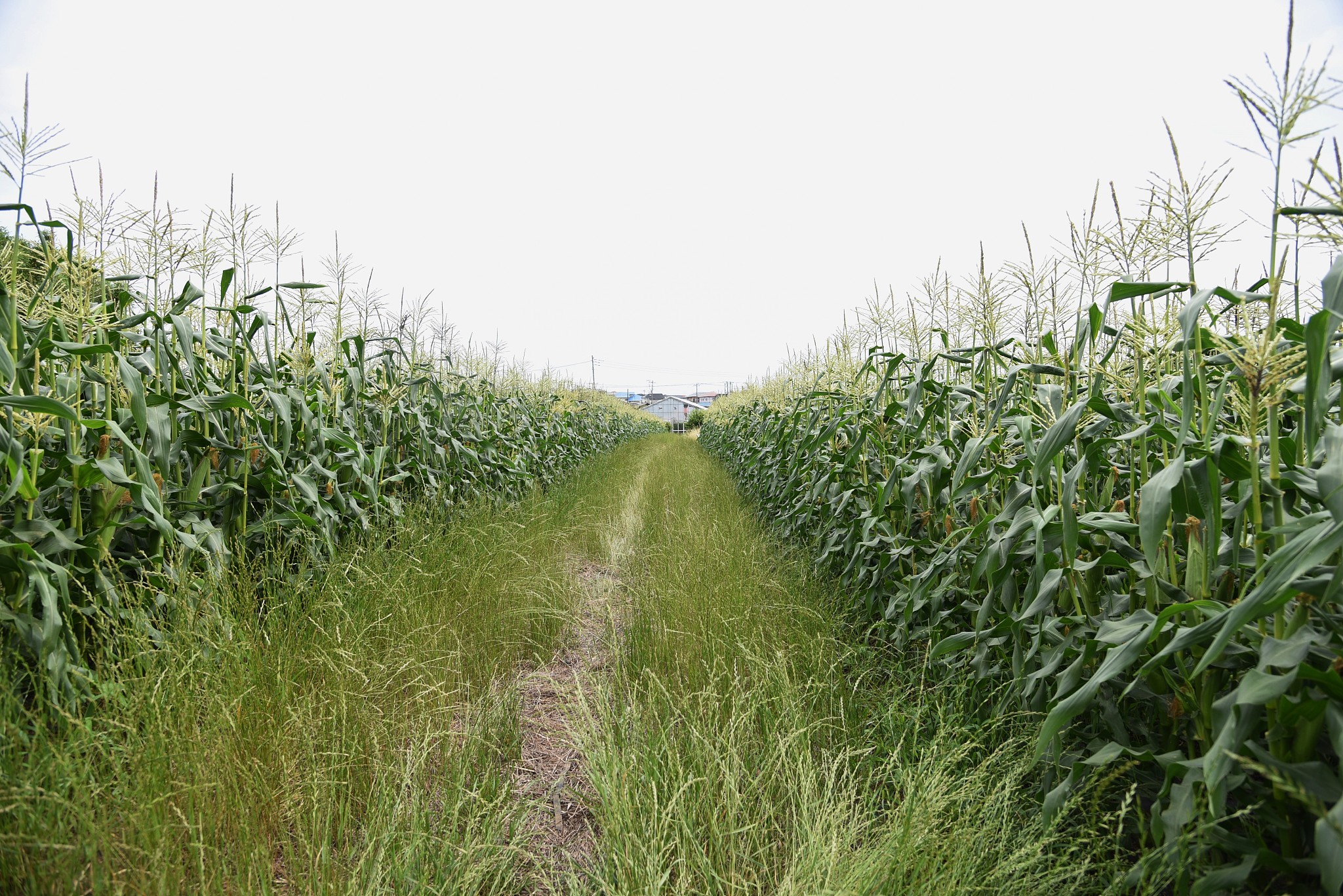 山东省烟台农业学校专业详细介绍