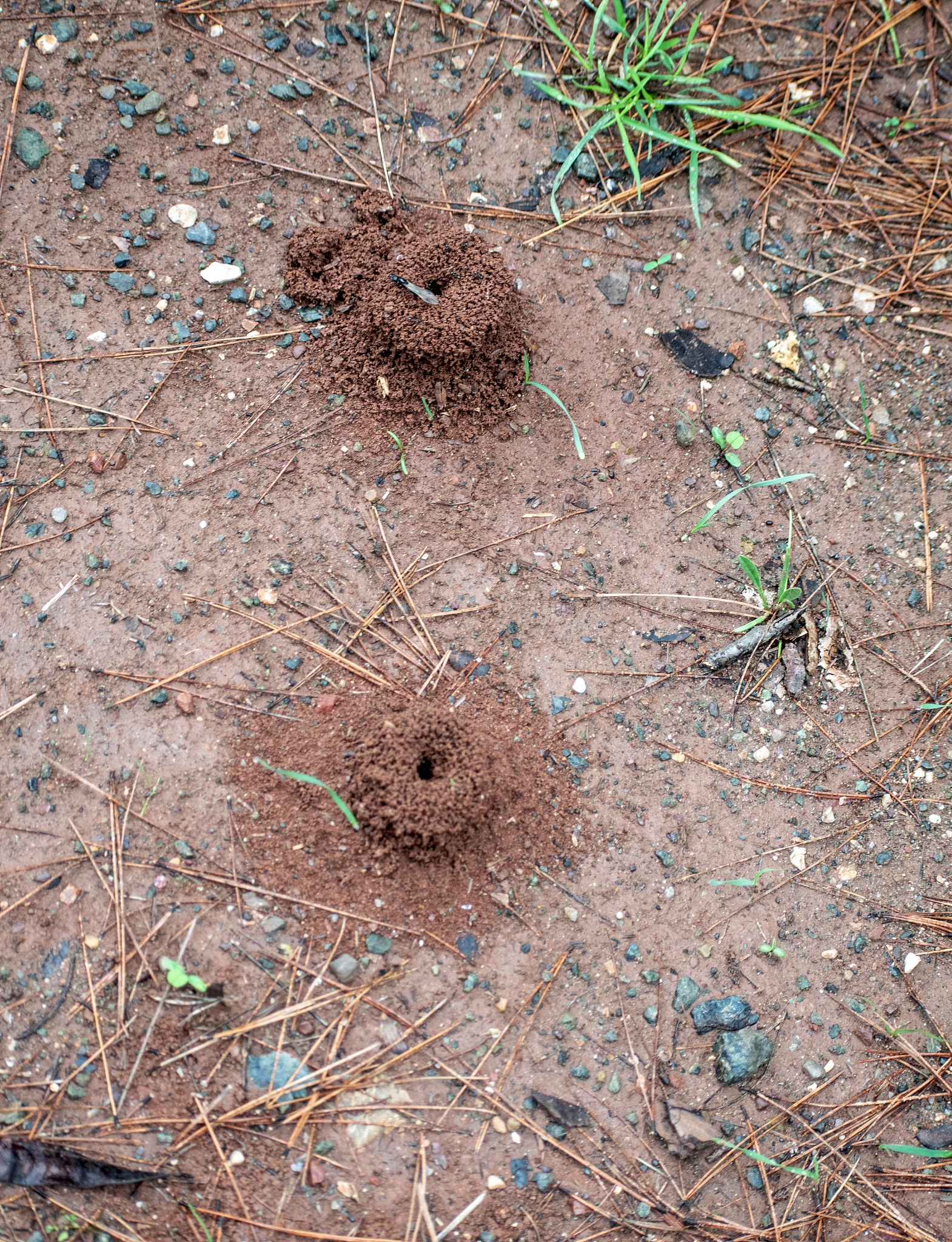 地震蚂蚁体追踪