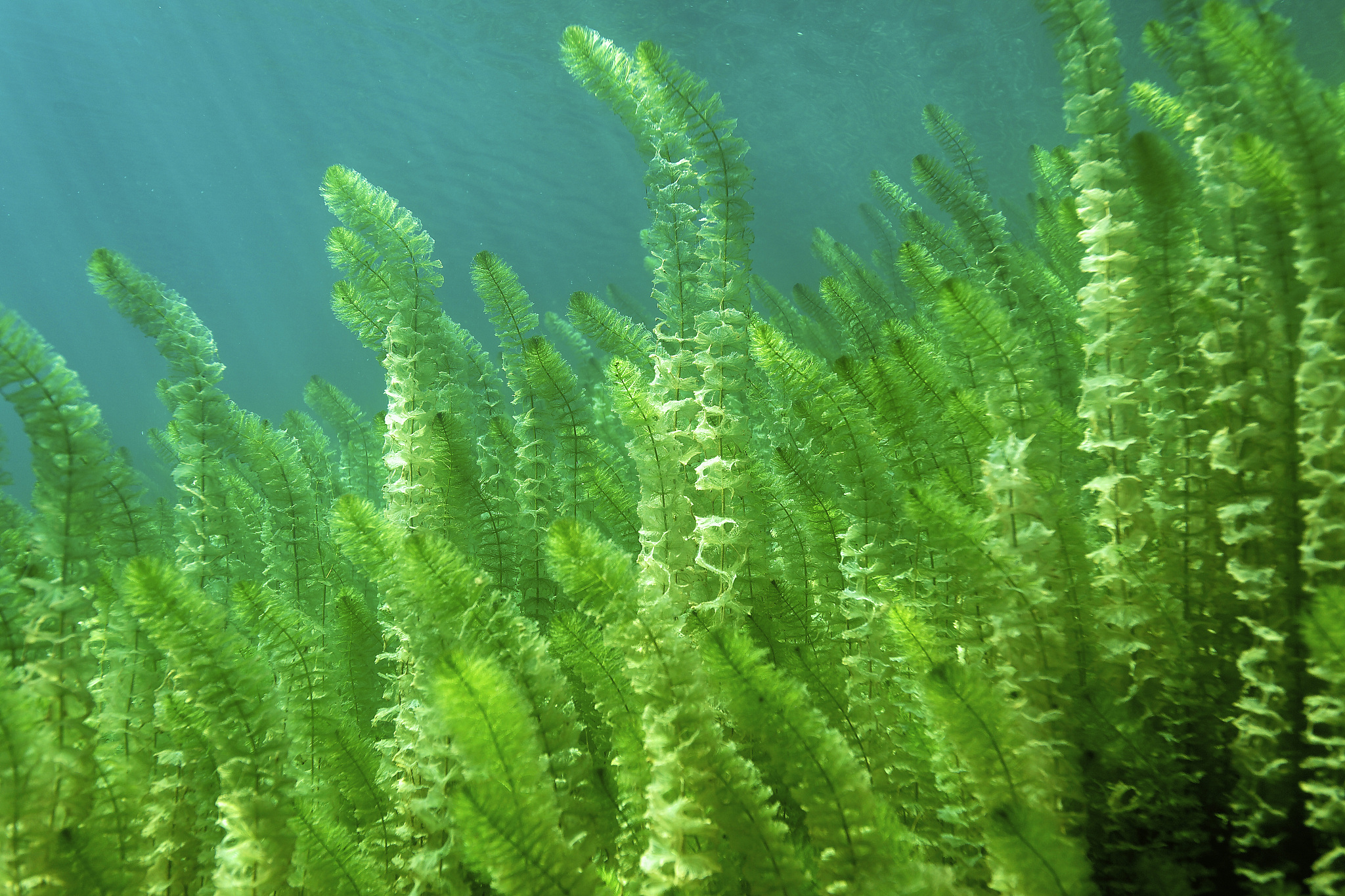 water vegetation on the bottom of the plitvice lakes