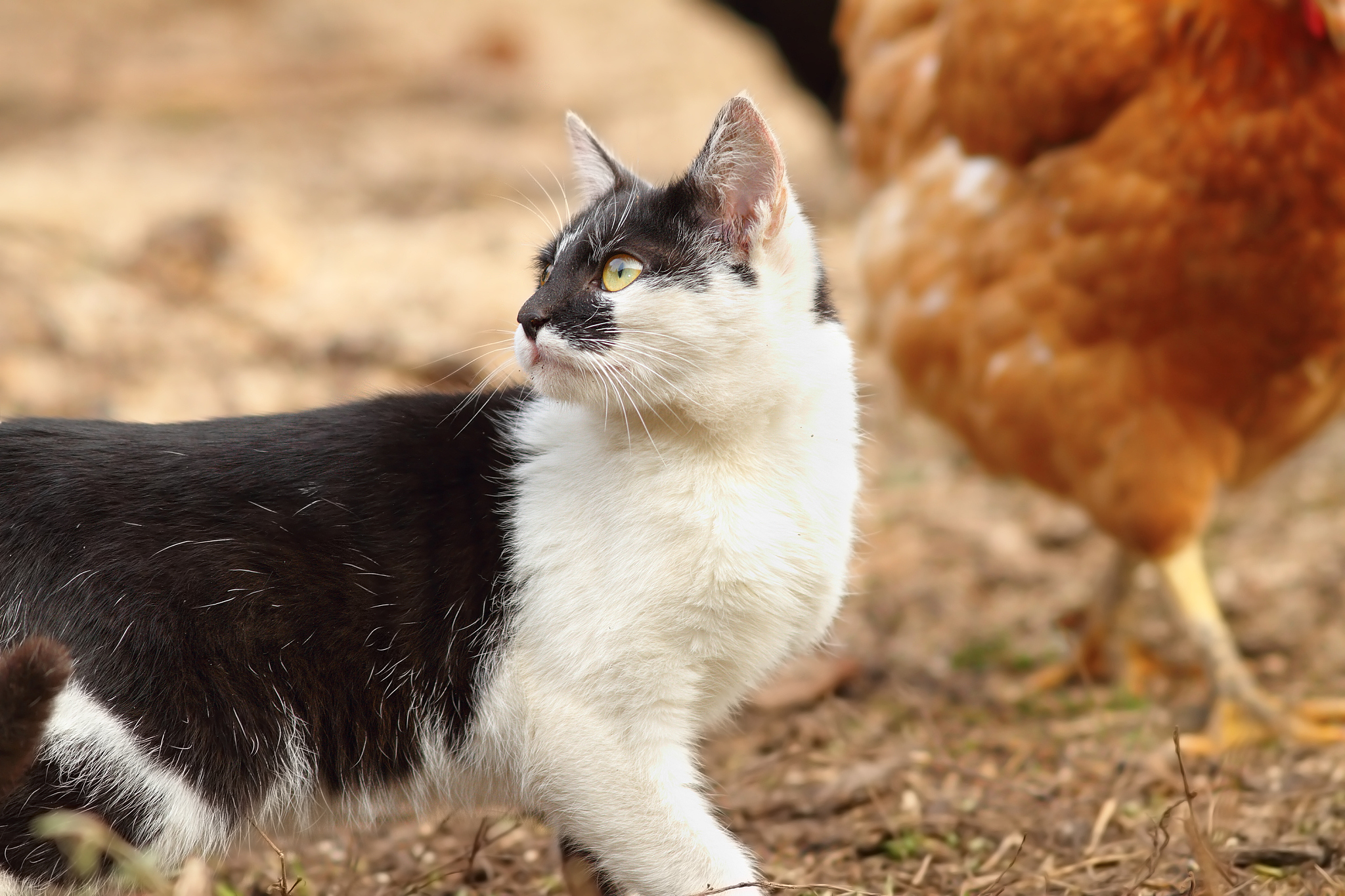 domestic cat in the farmyard