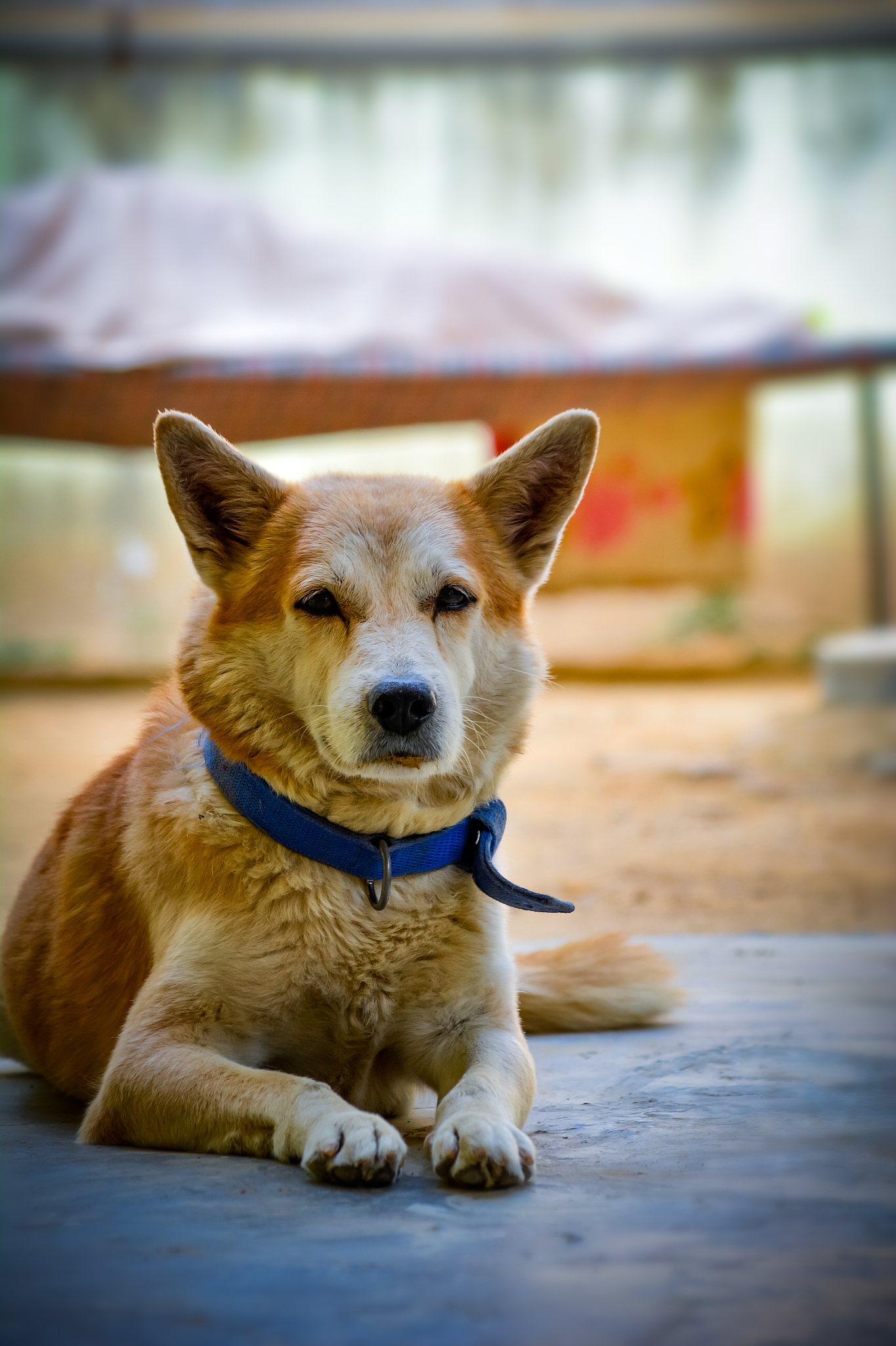 日本柴犬需要定期打狂犬育苗吗智力相当于多大的孩子