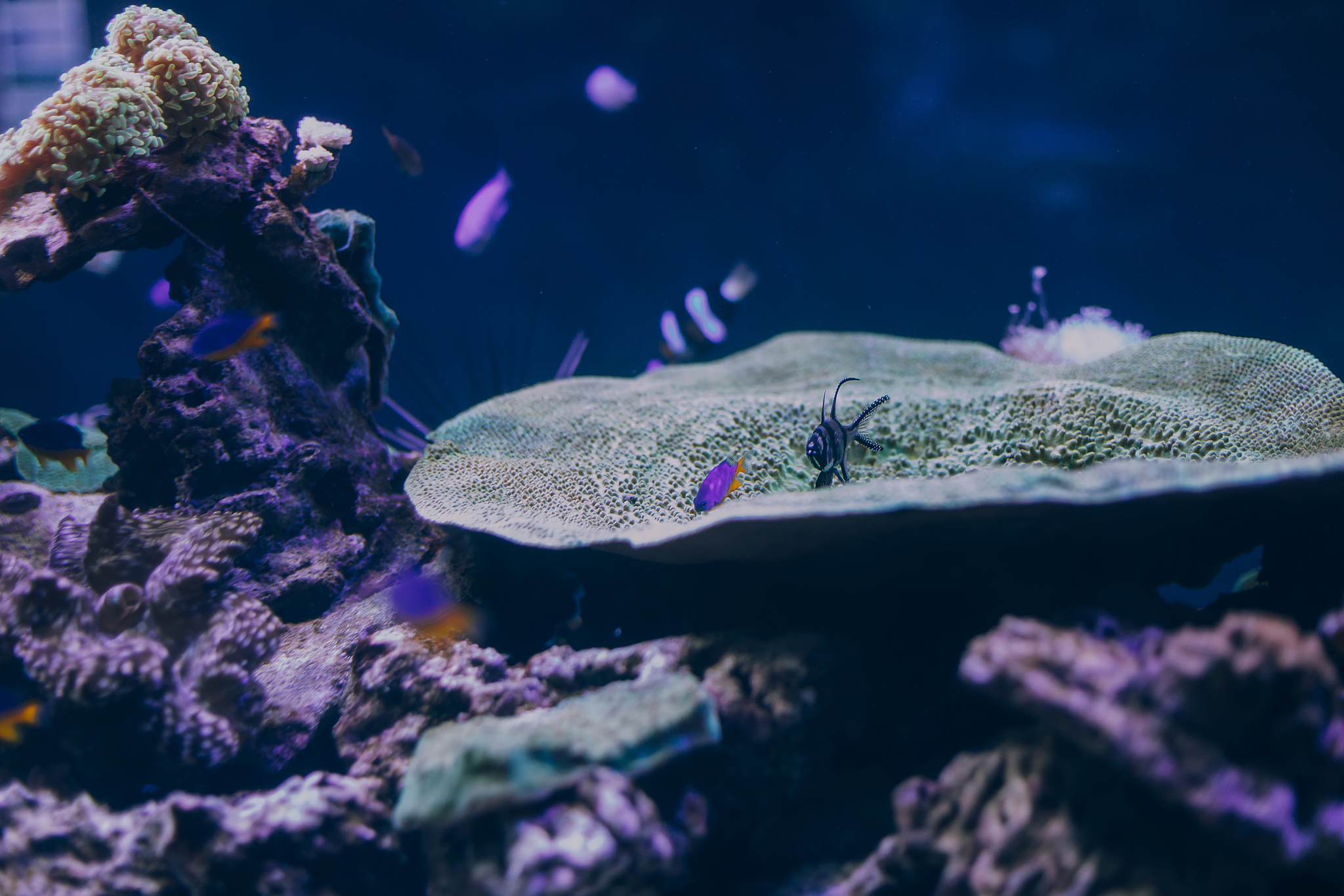 beautiful live corals