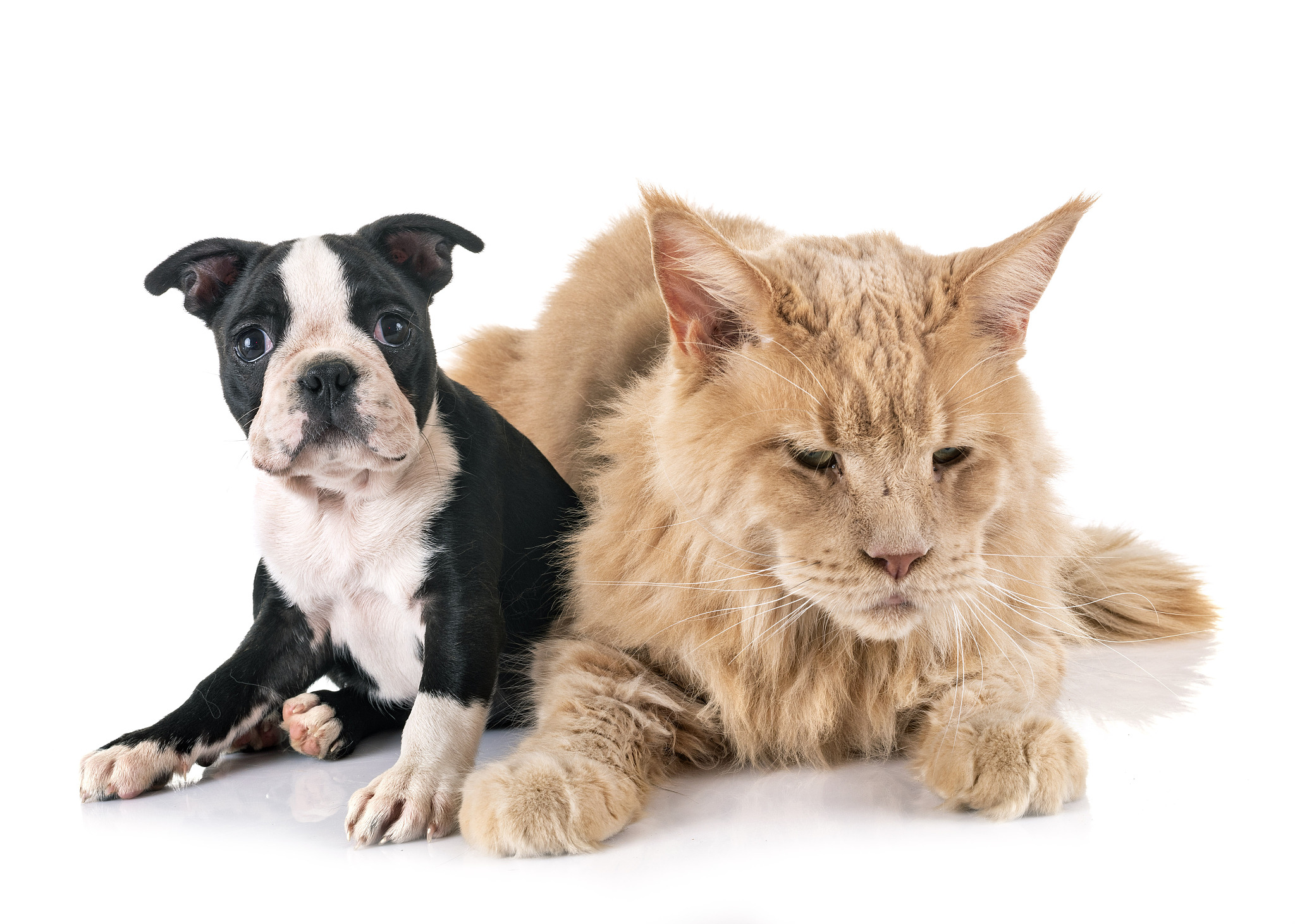 猫狗单核细胞减少：原因、症状和治疗