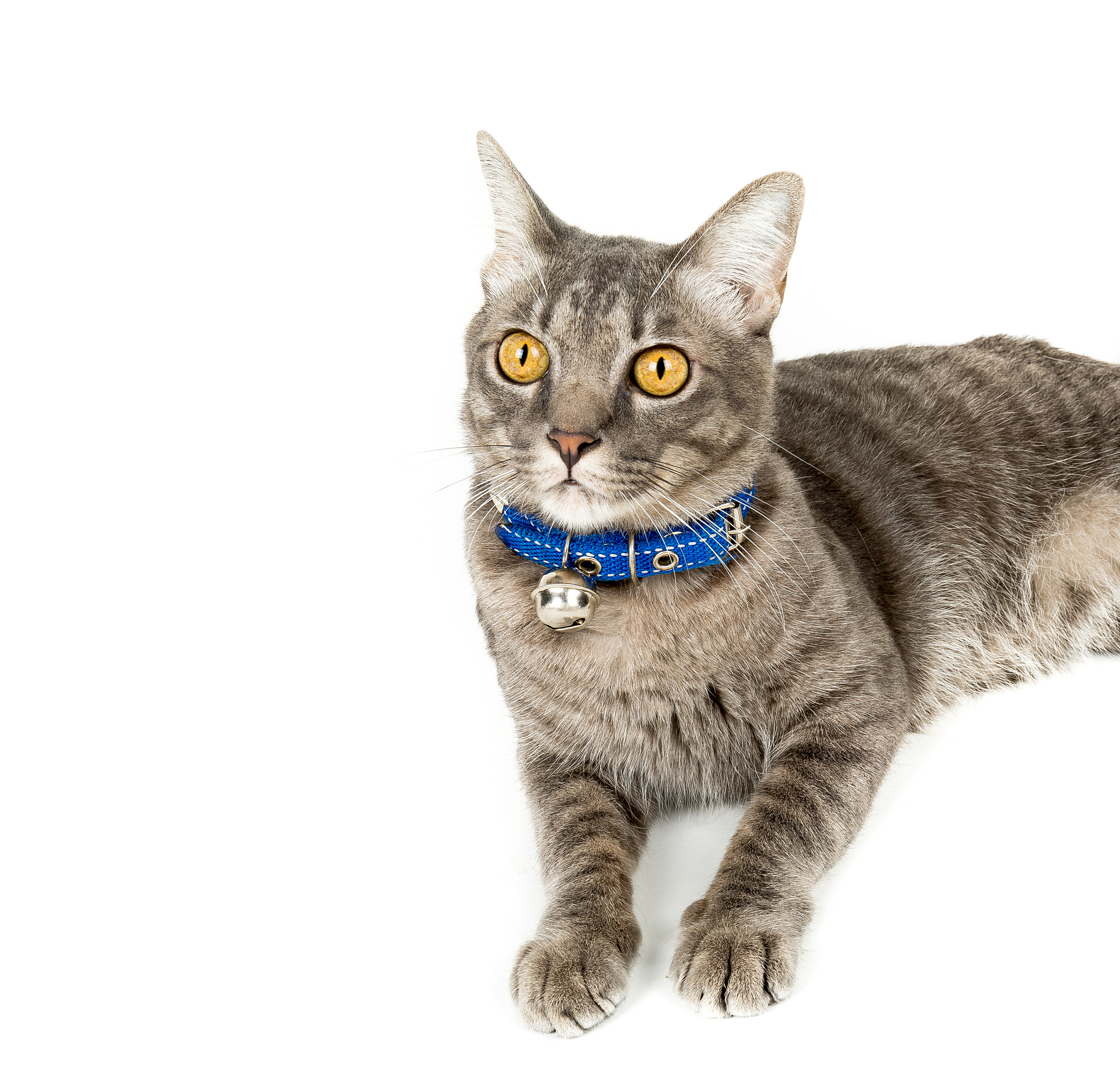 imagine a cute cat is playing ball。