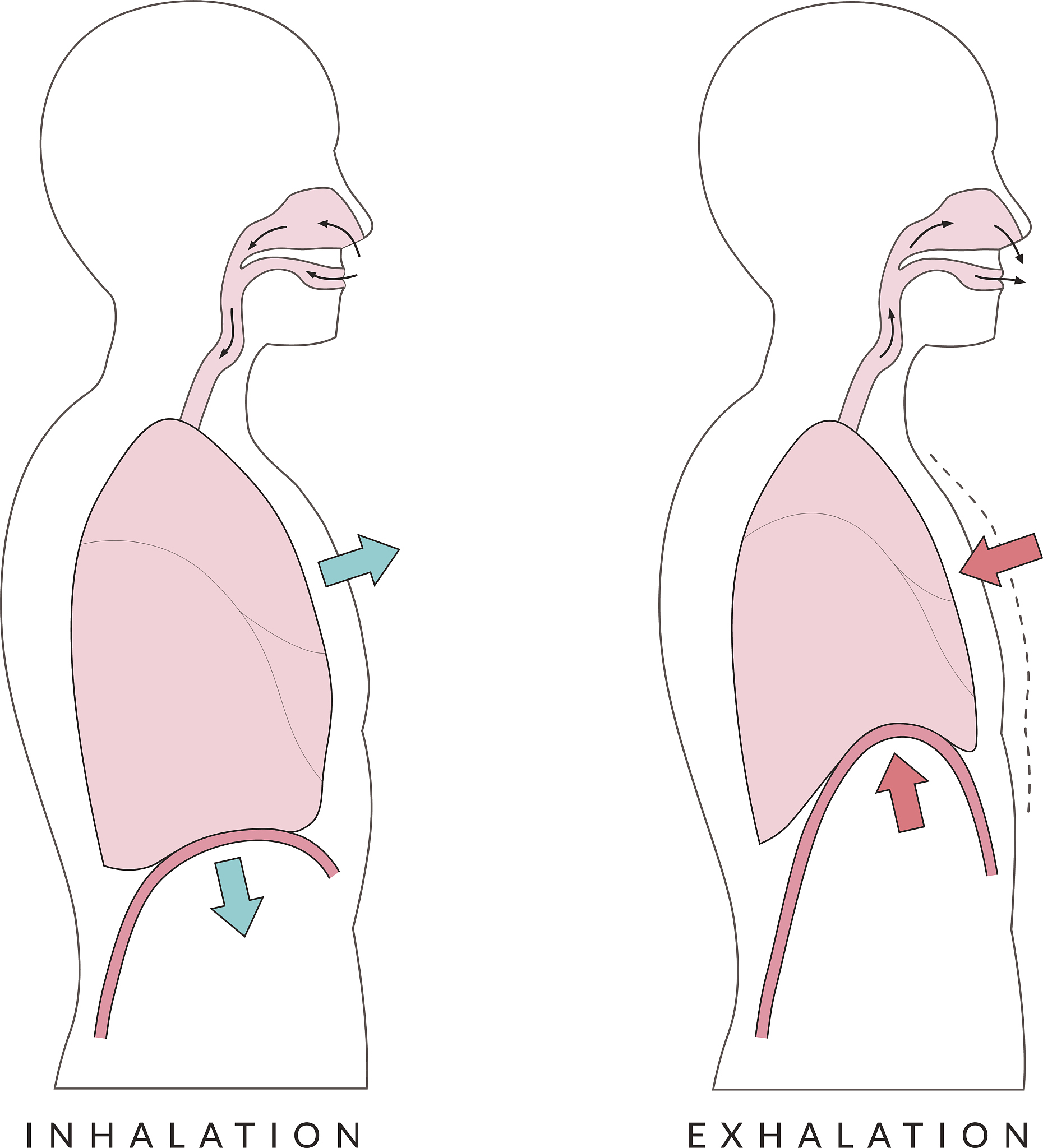 急性有机农药中毒：呼吸支持的必要措施