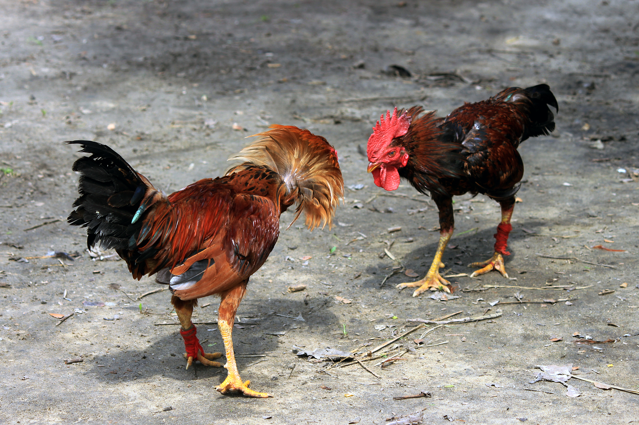fighting chicken.