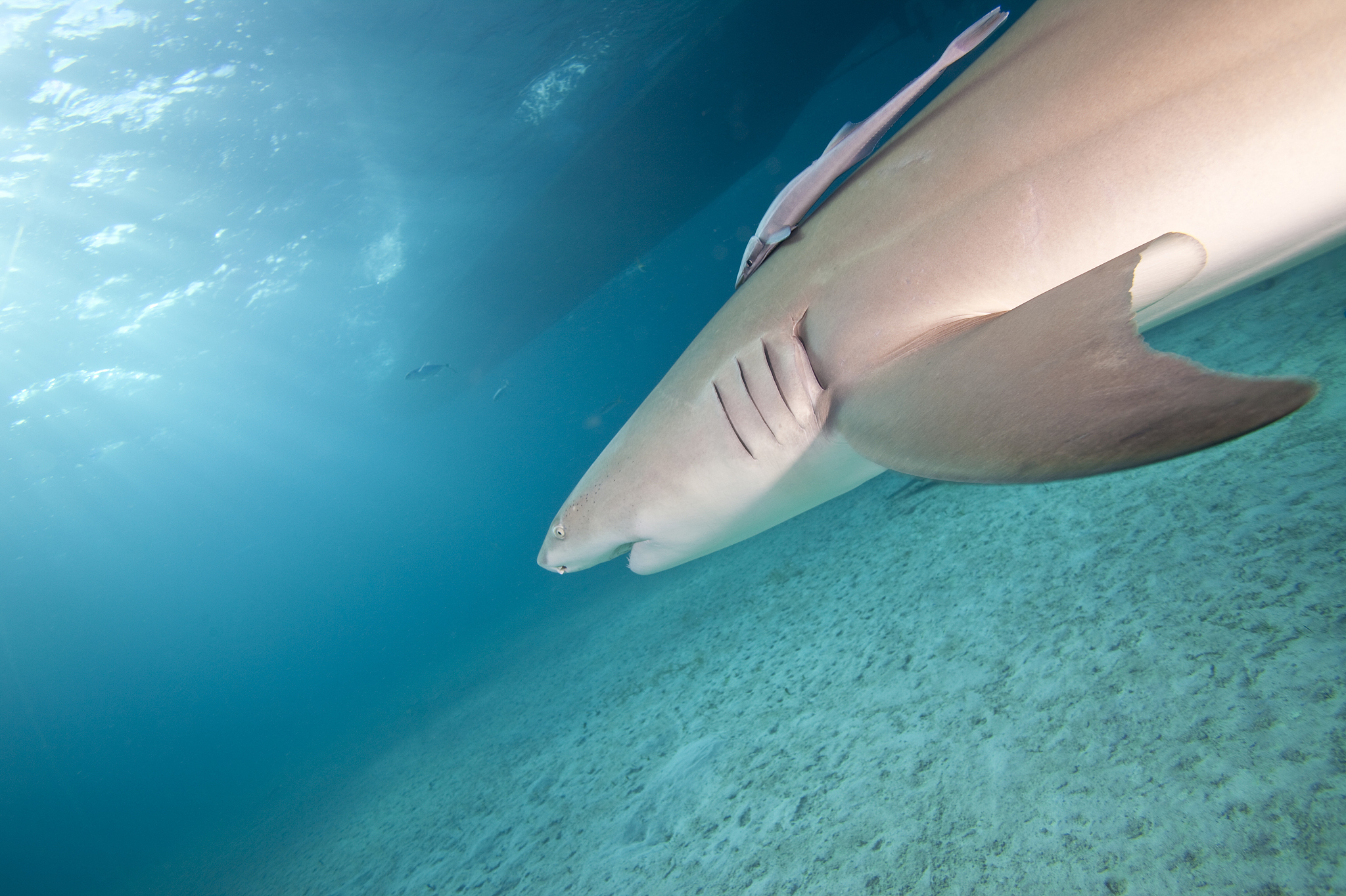 lemon shark, northern bahamas, caribbean