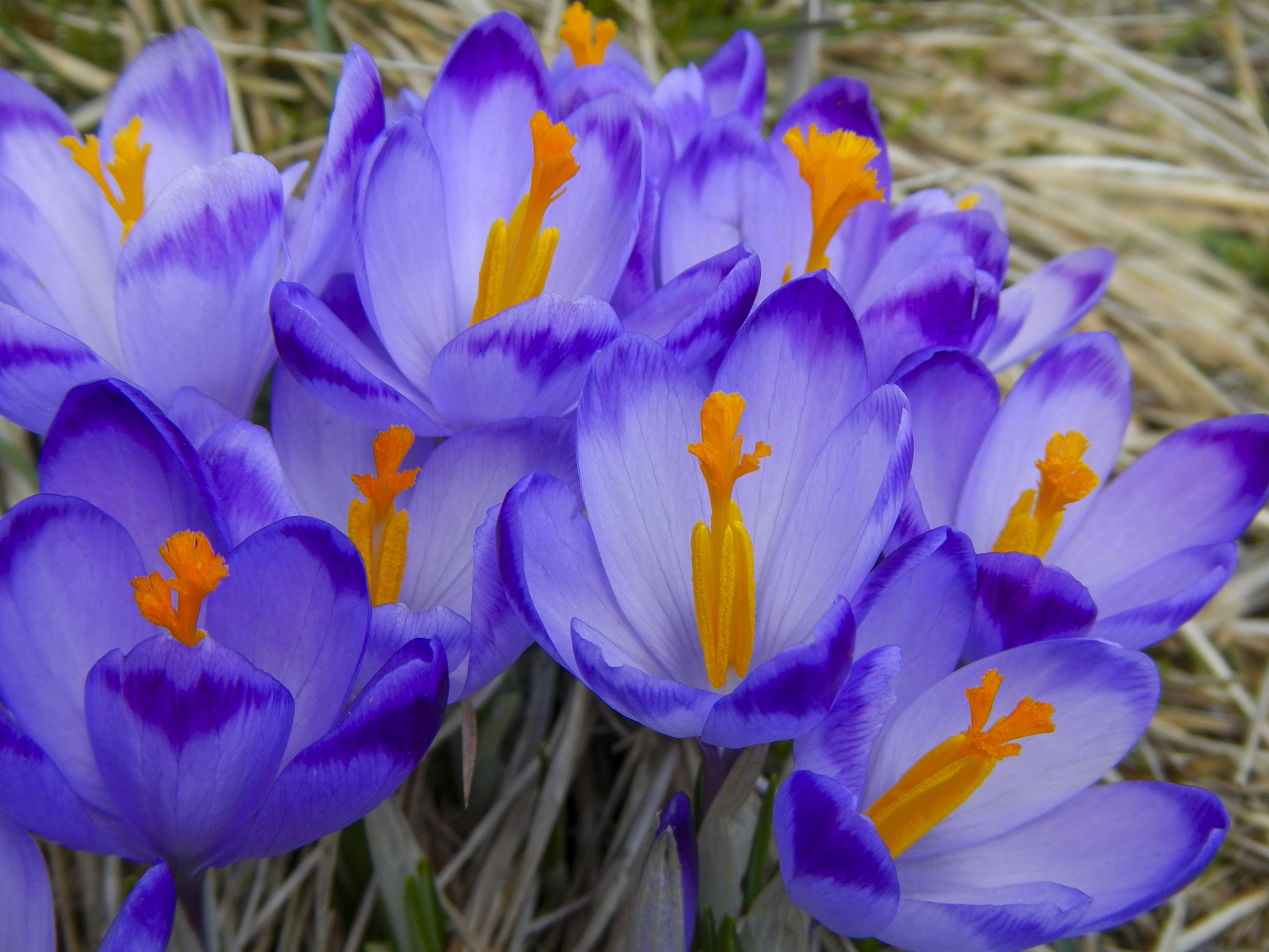 春季番红花的最佳温度和湿度