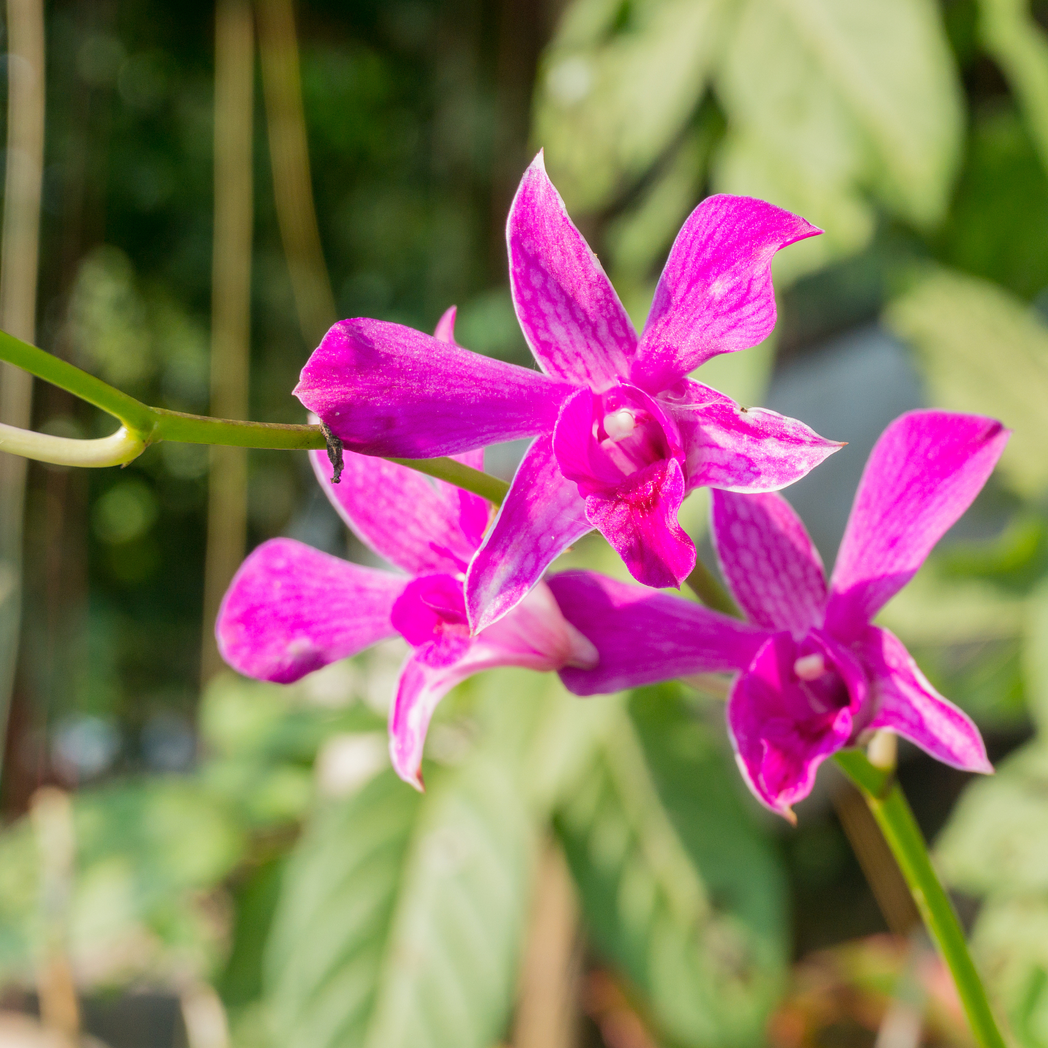 closeup  dendrobium orchids