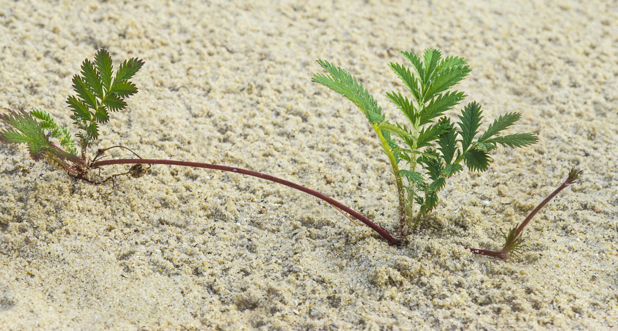 Many plant species have two modes of reproduction sexual and asexual Both modes of reproduction have oftenbeen viewed as adaptations to temporally or spatially variable environments The plant should a