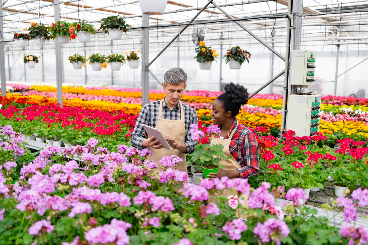 花卉种植栽培技术：从土壤准备到收获全流程解析