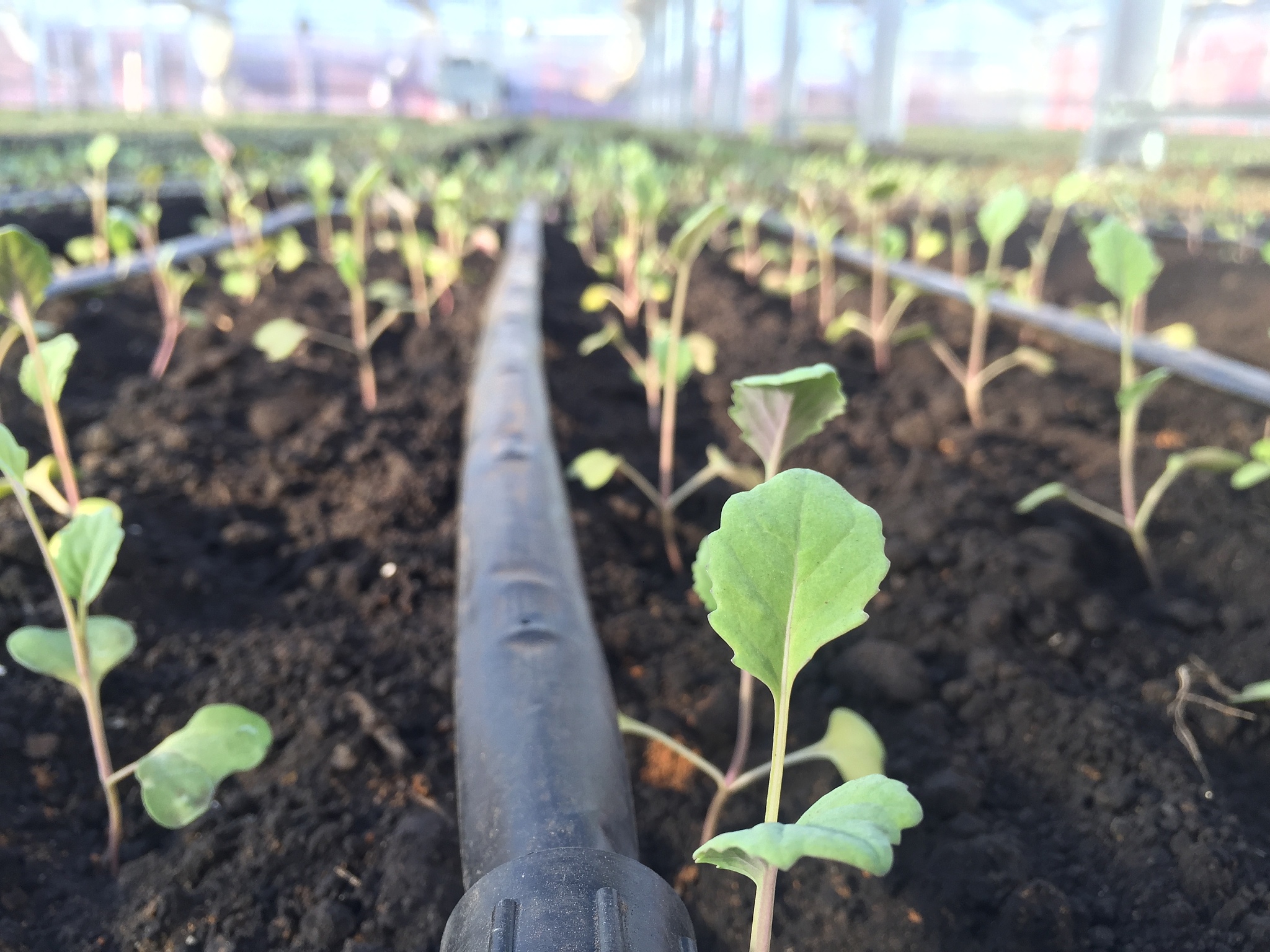 番茄怎么修剪枝条会长得更好400字