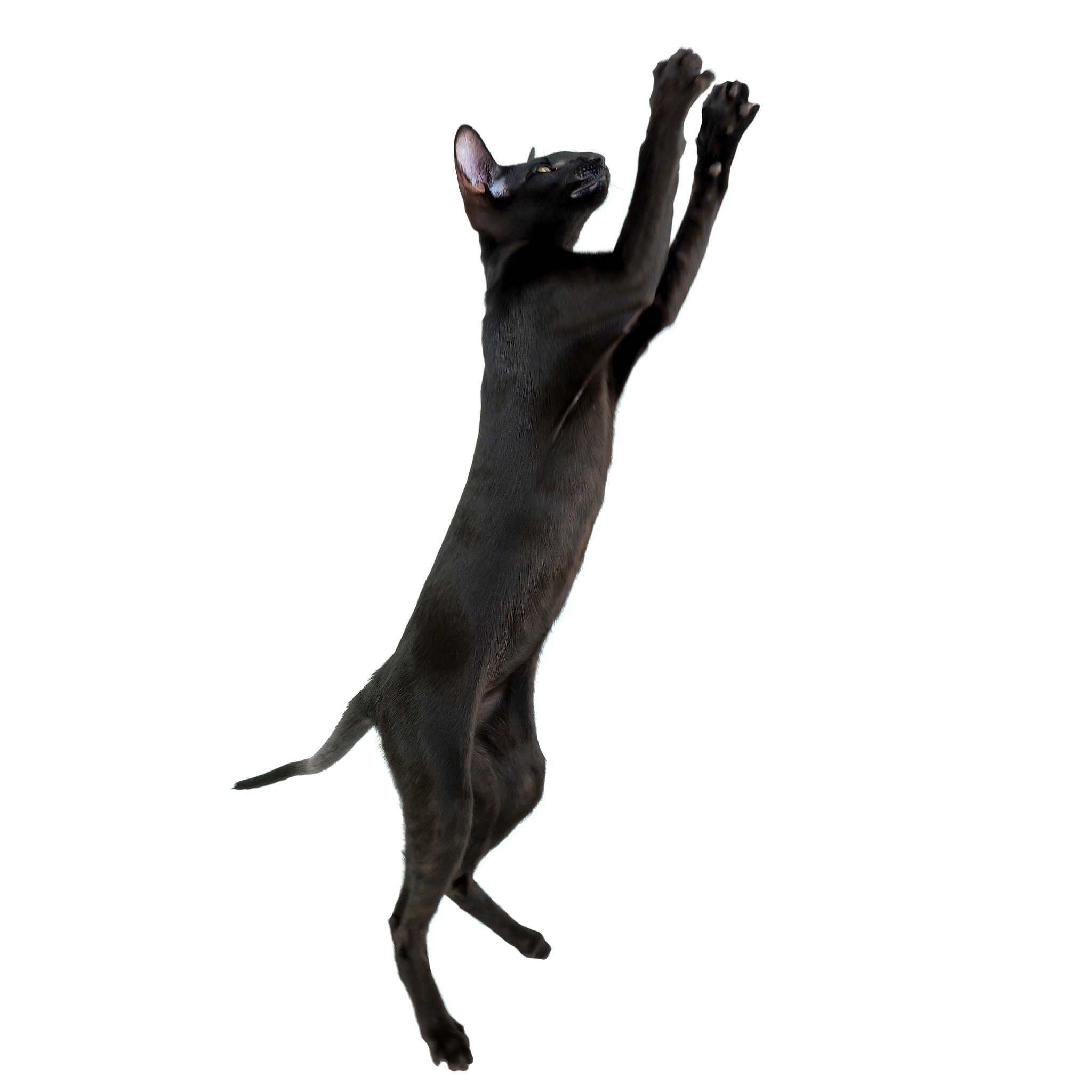 black purebred oriental cat
