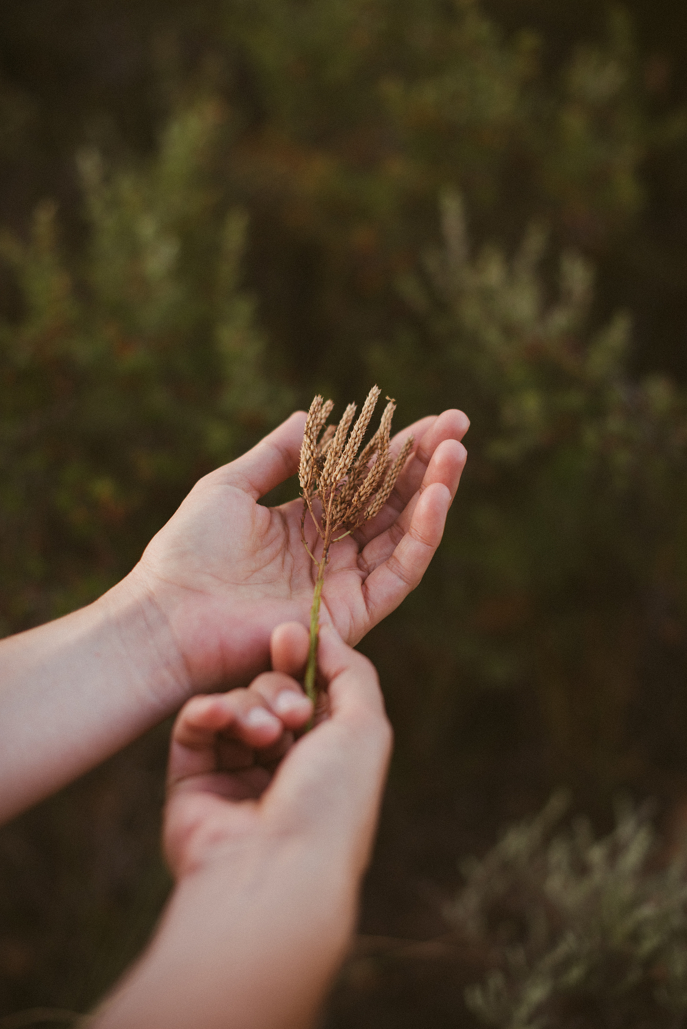 close-up of hands holding flower