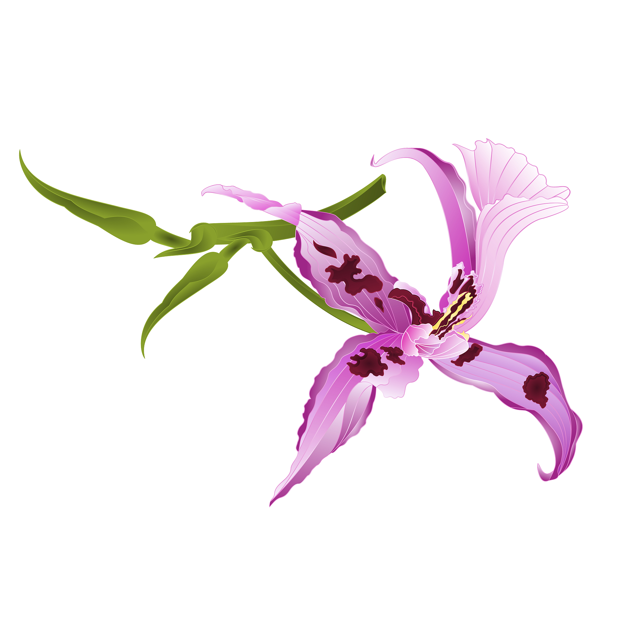 purple orchid dendrobium nobile spotted  purple  and white tropi