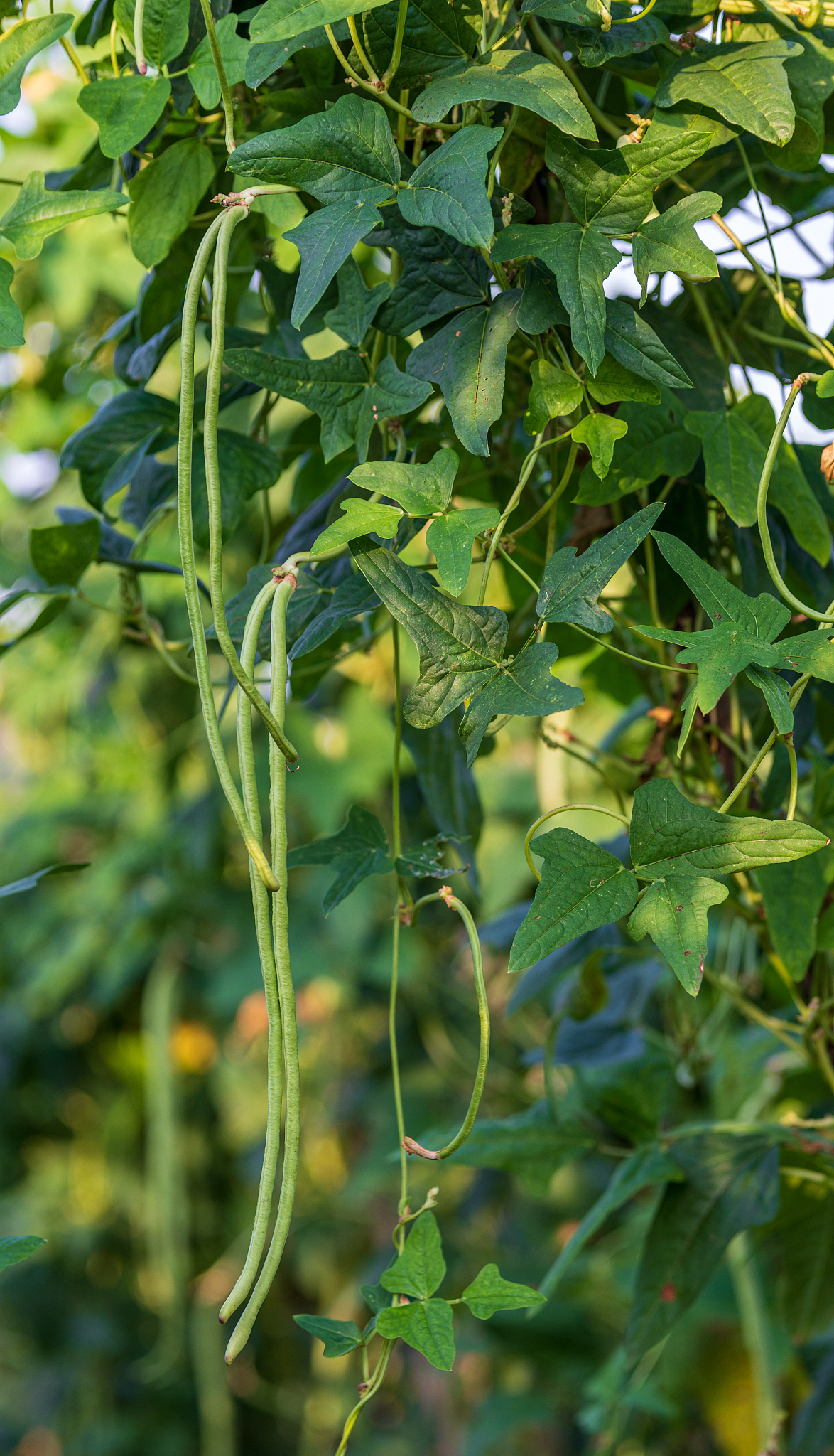 豆角种植技巧：从选种到采摘的完整指南
