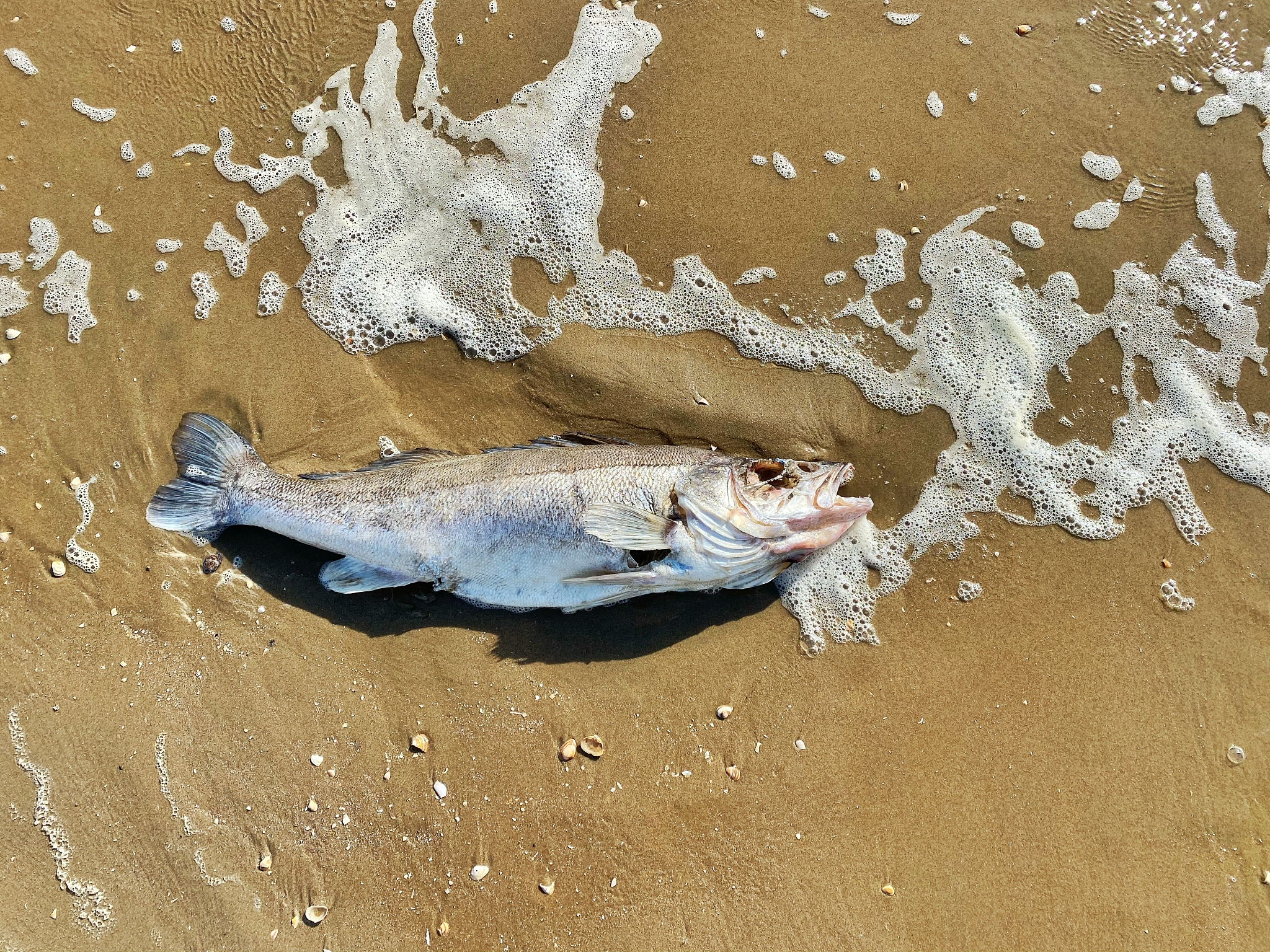 谈谈鲑鱼产卵会遇到什么危险