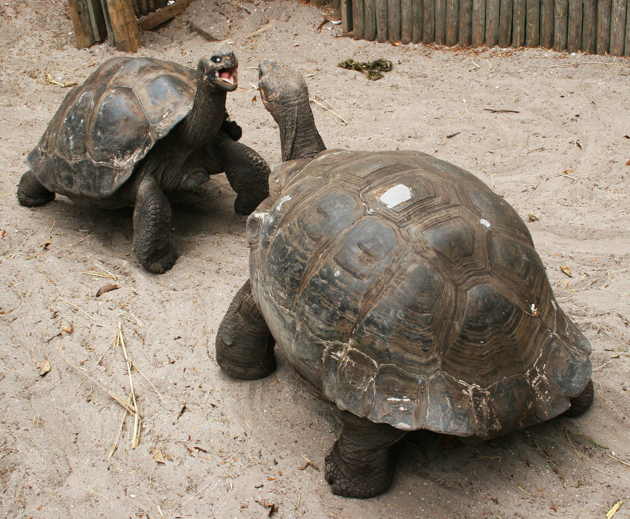 tortoises fight alligator farm