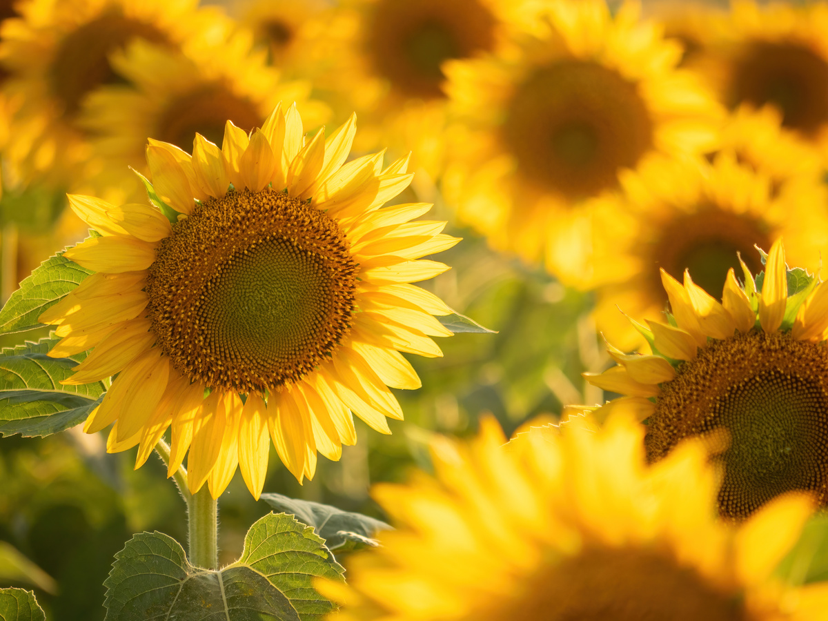 记忆中的花朵：永恒的美丽与感动