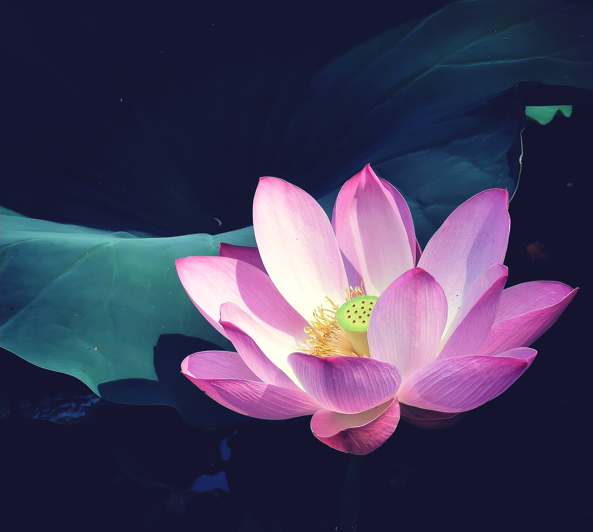 荷花舞姬：一场穿越时空的梦幻之舞