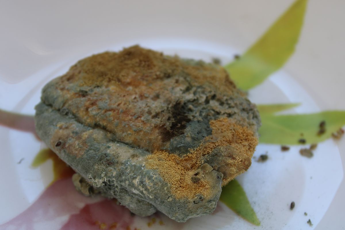 吃多少发霉的花生会致癌