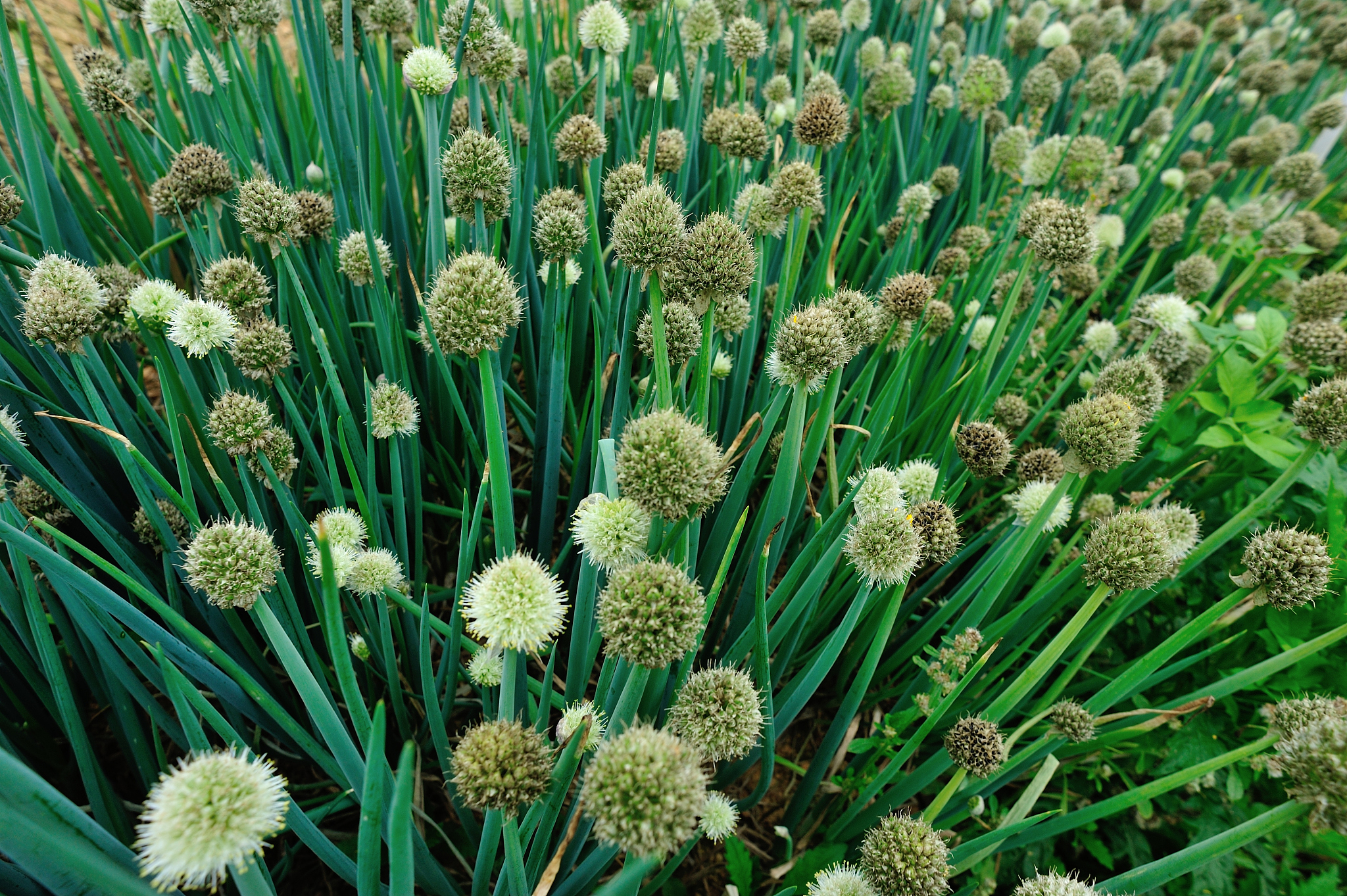 spring onion plant