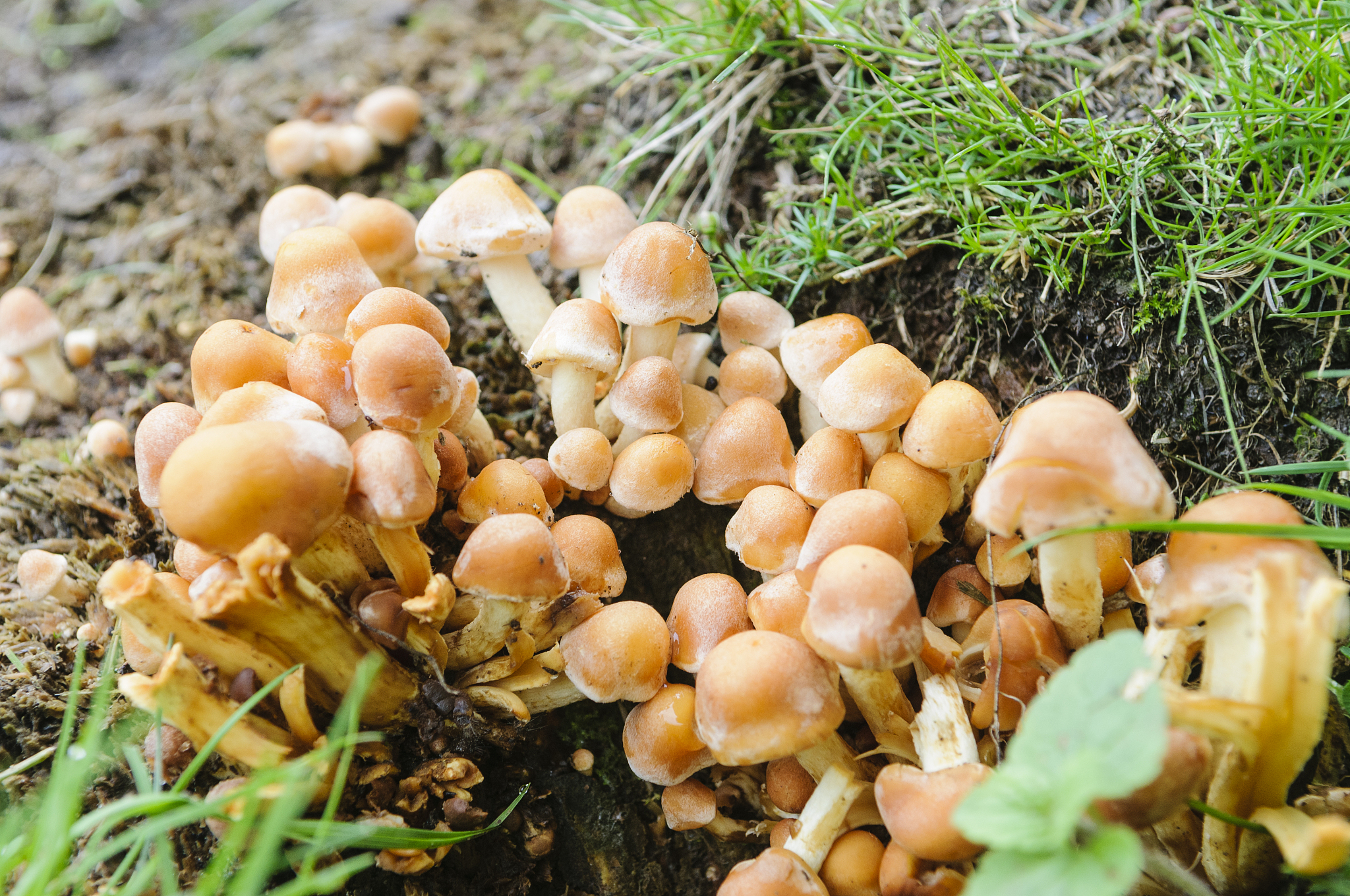 标题为“灵菌红素对感染金黄色葡萄球菌小鼠肠道菌群的调节作用